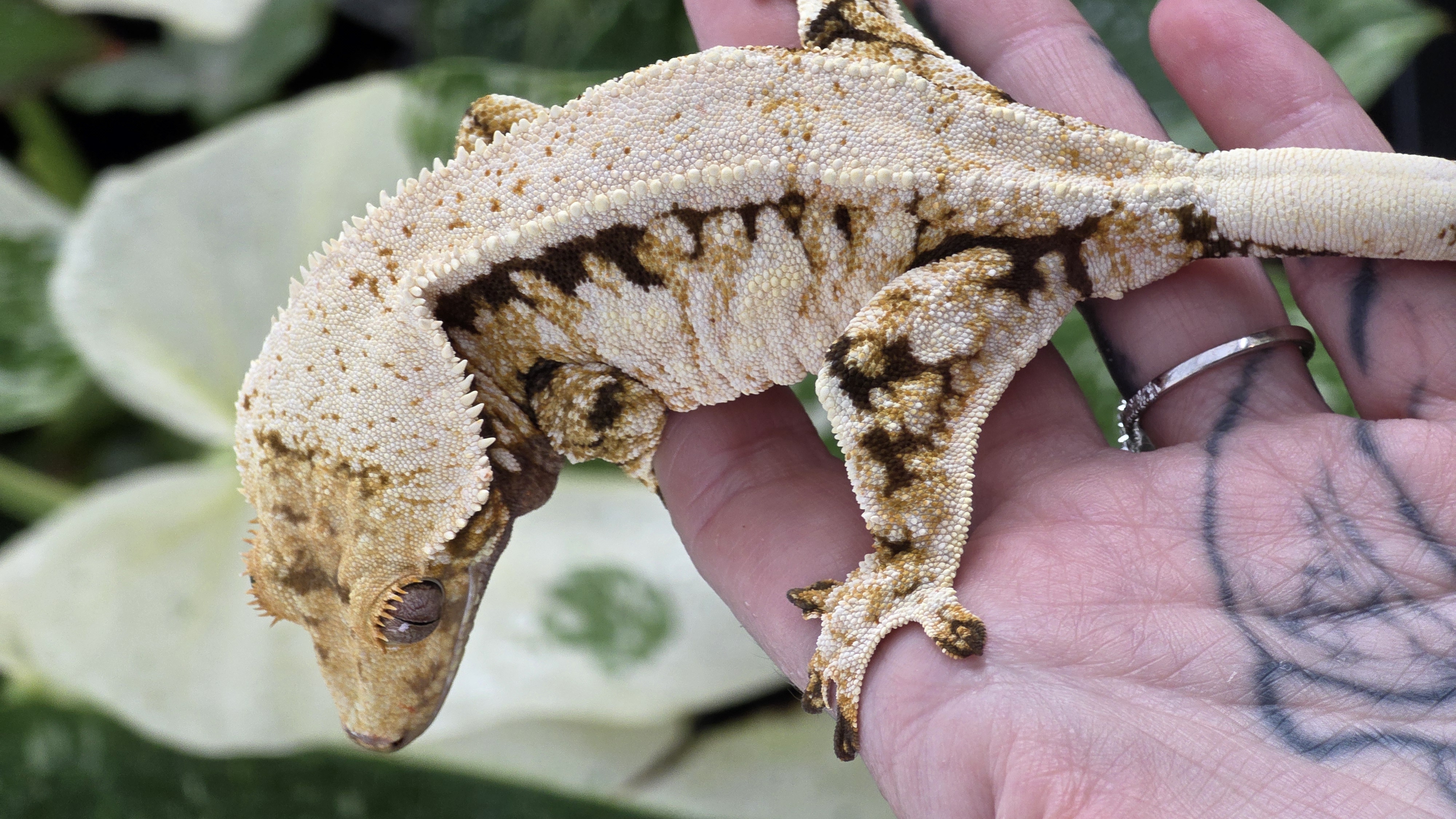 Murderous Morphs