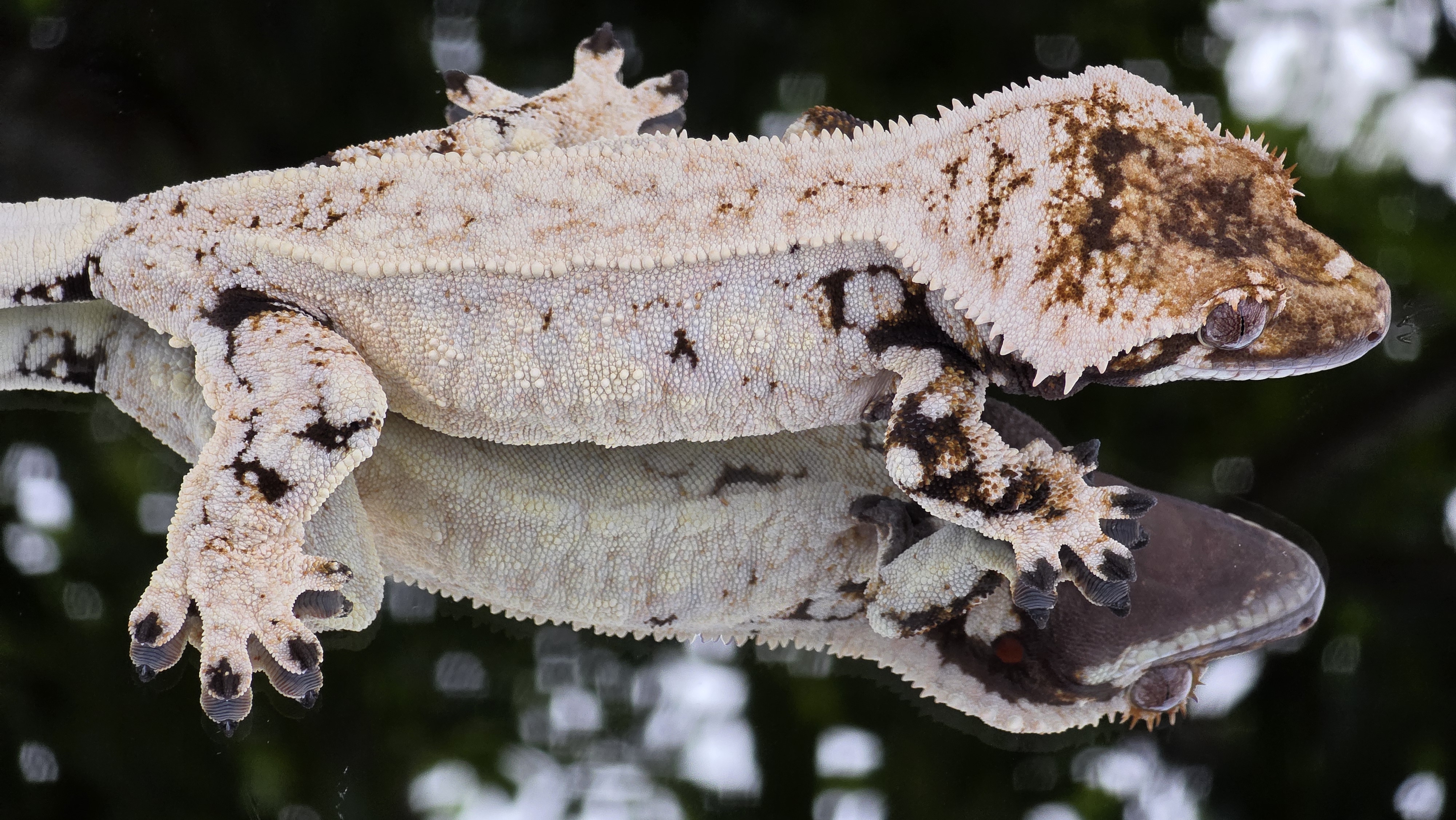 Murderous Morphs