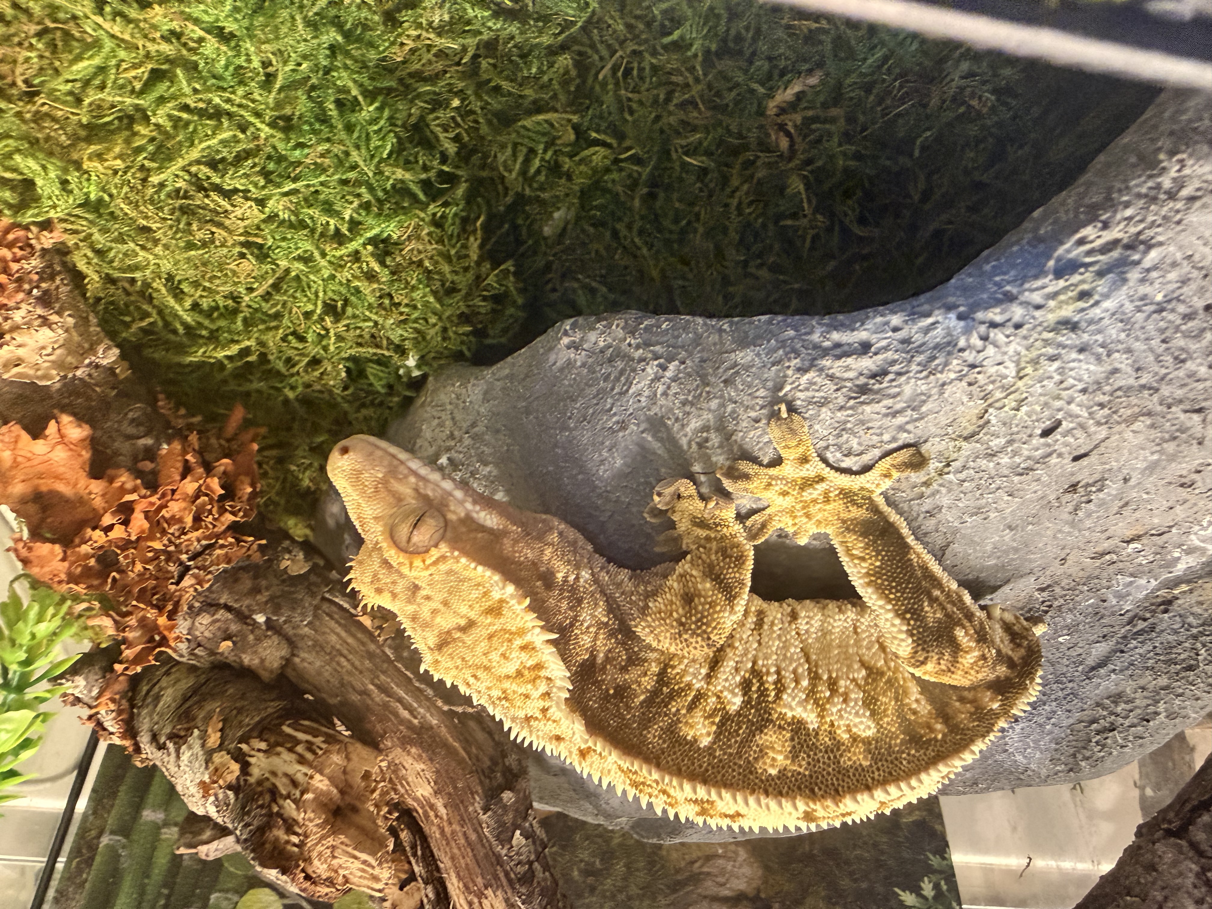Matilda