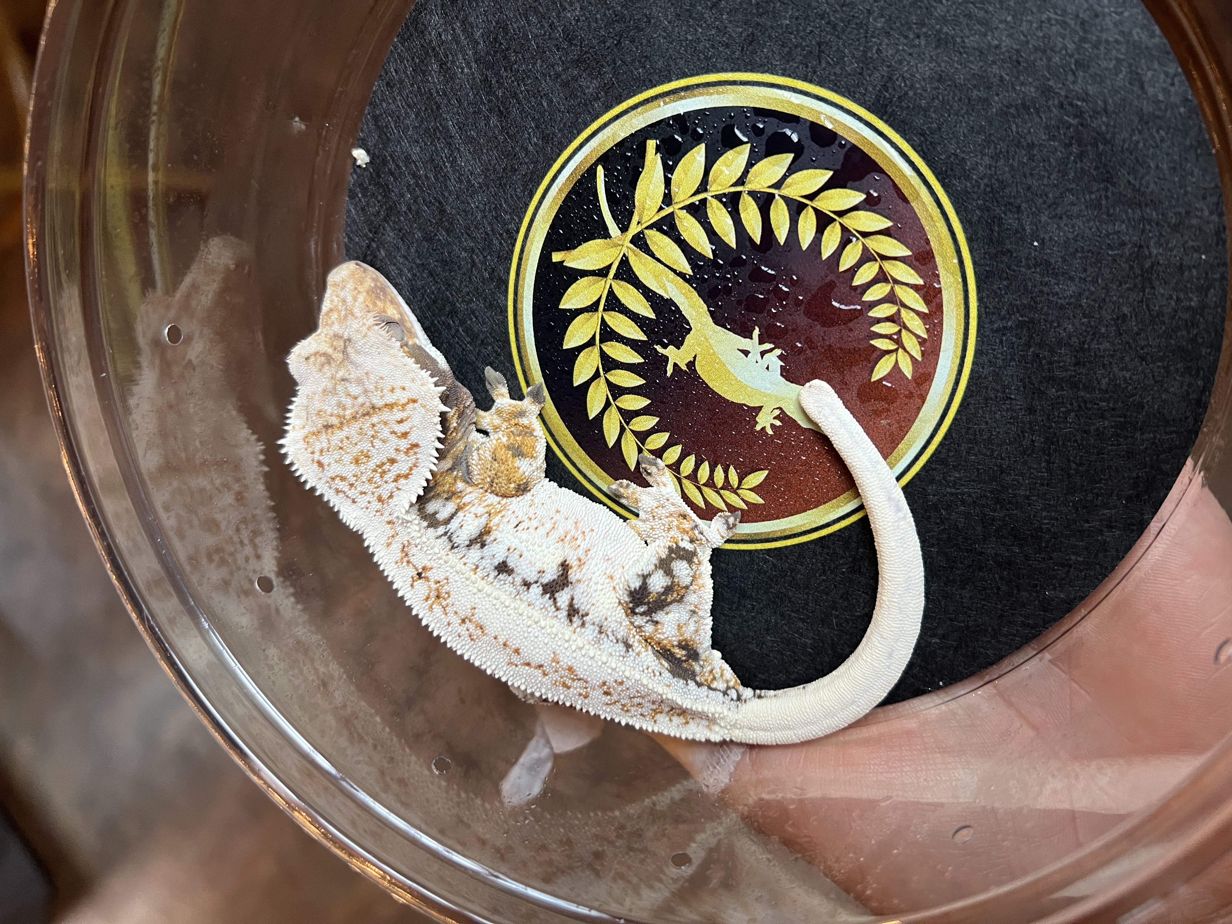 Cash - Fireside Geckos