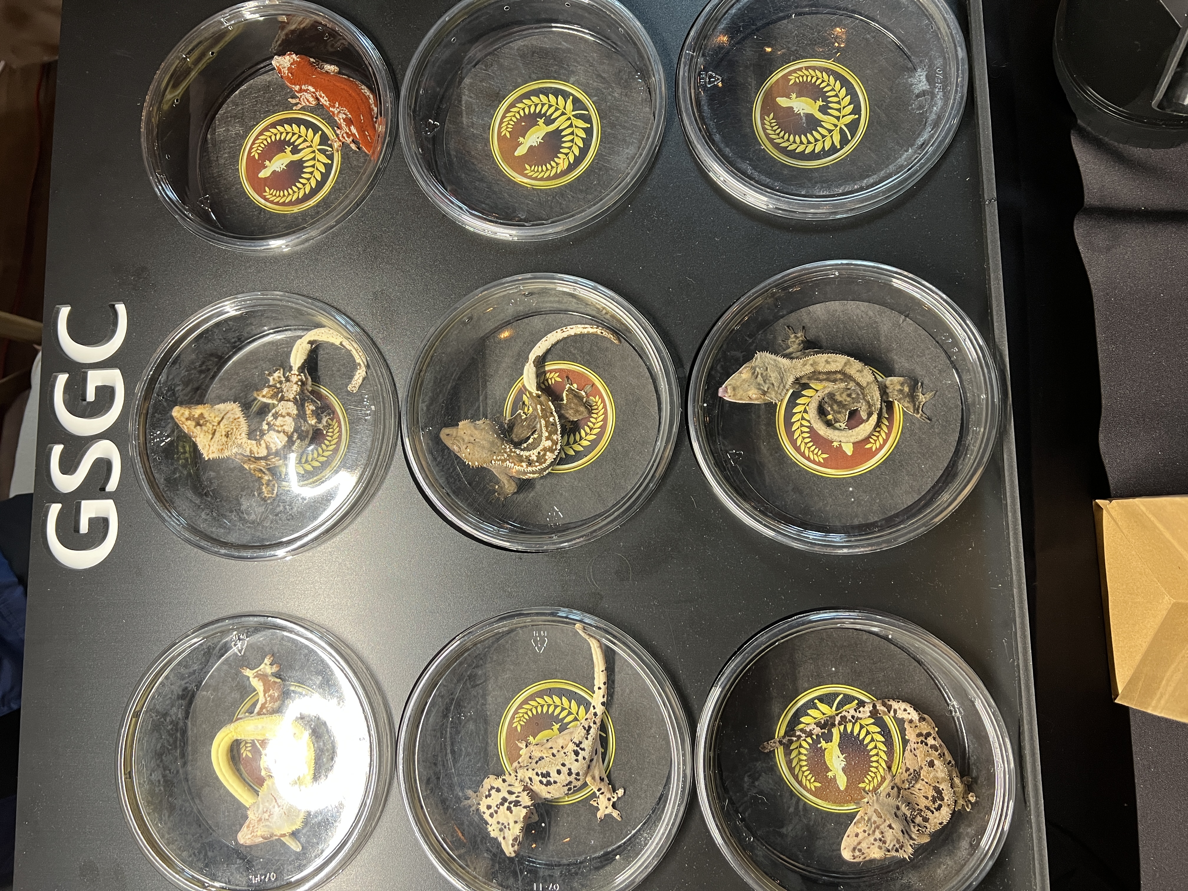 Geckos on display