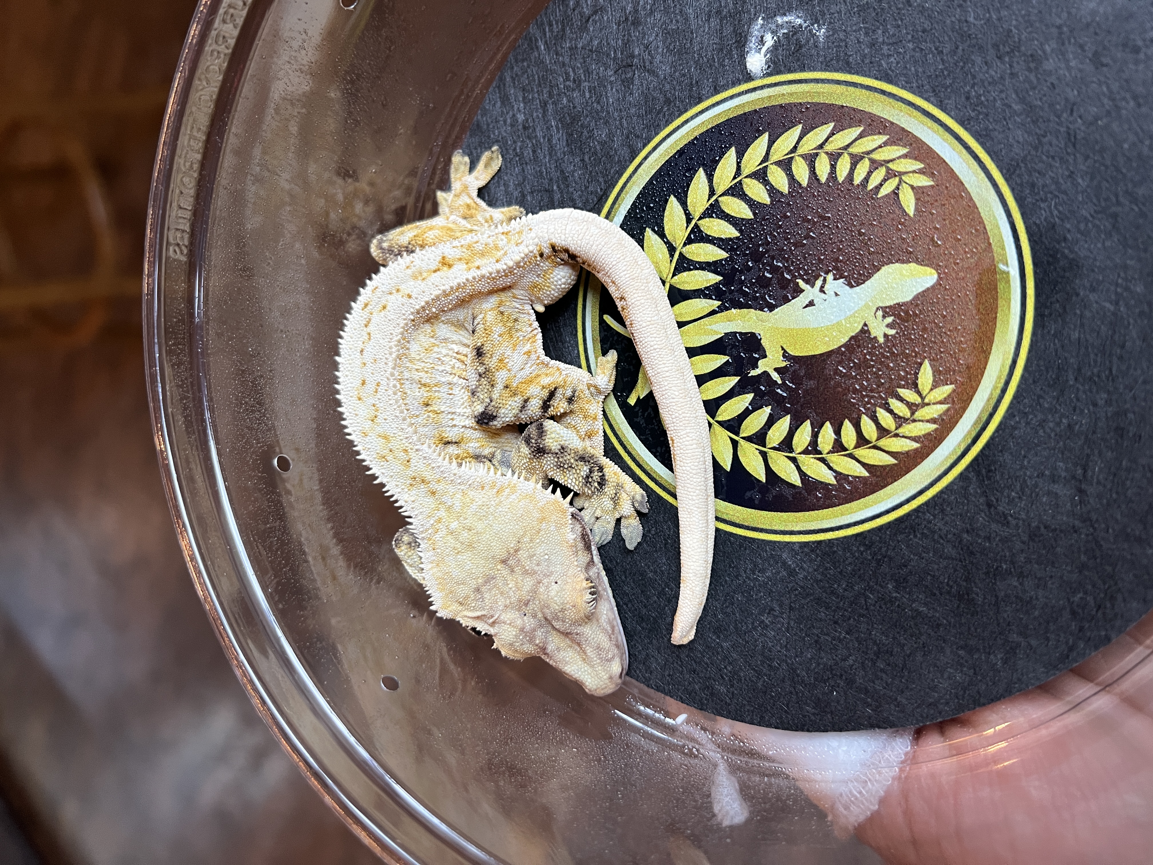 Mandalore - Gekkonidazed Geckos