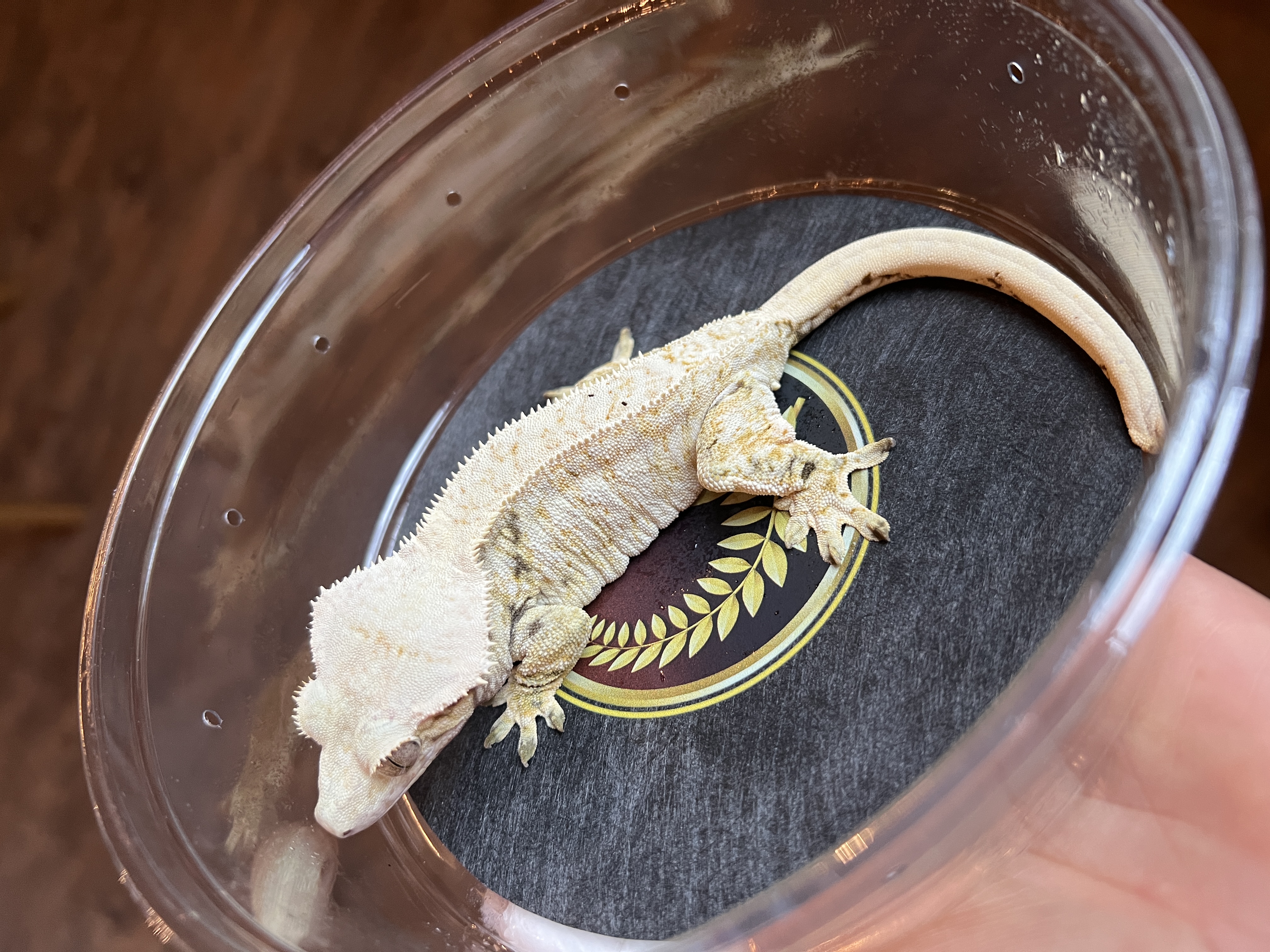 Banira - Gekkonidazed Geckos