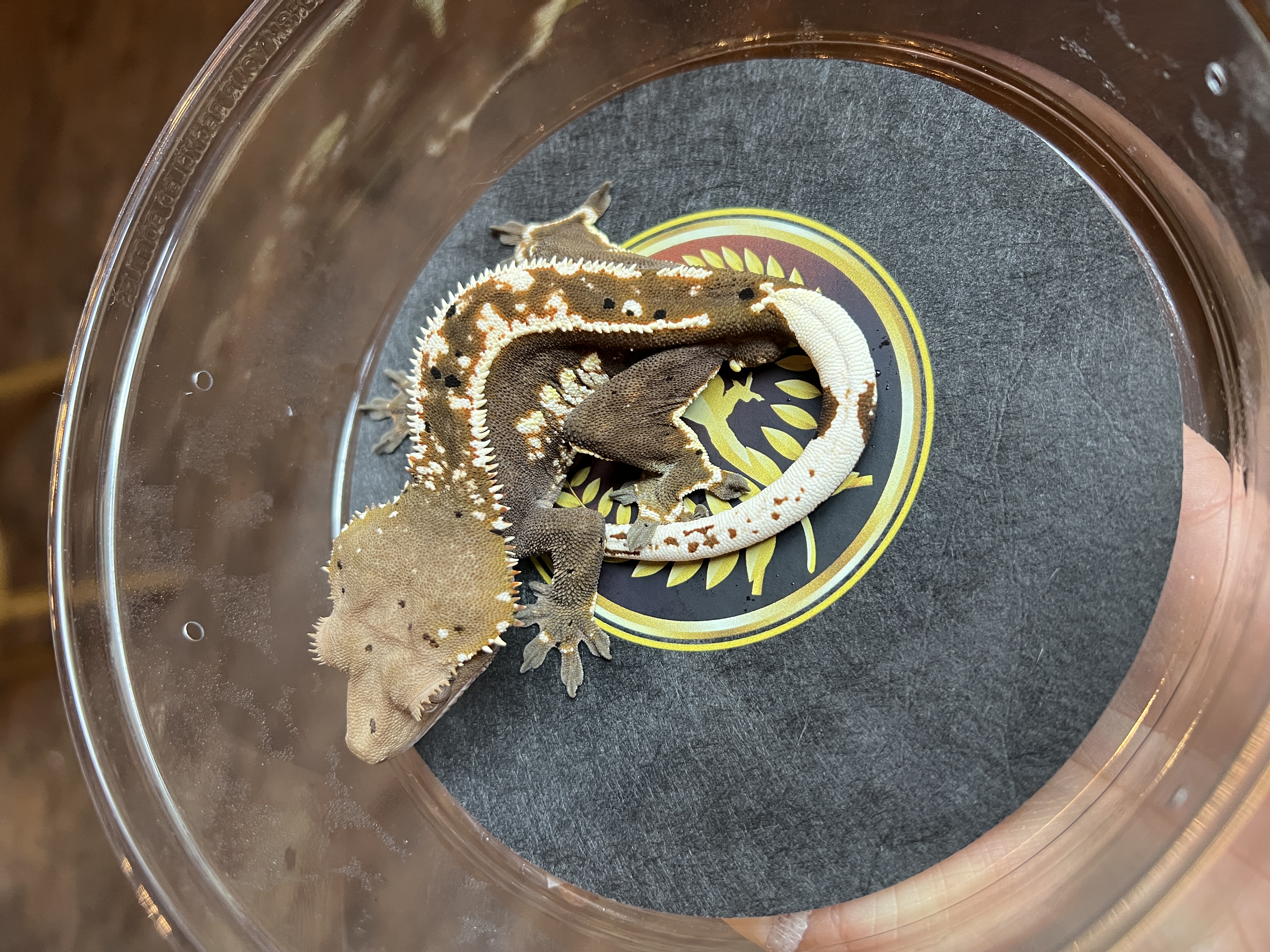 Kled - Crestie Worx