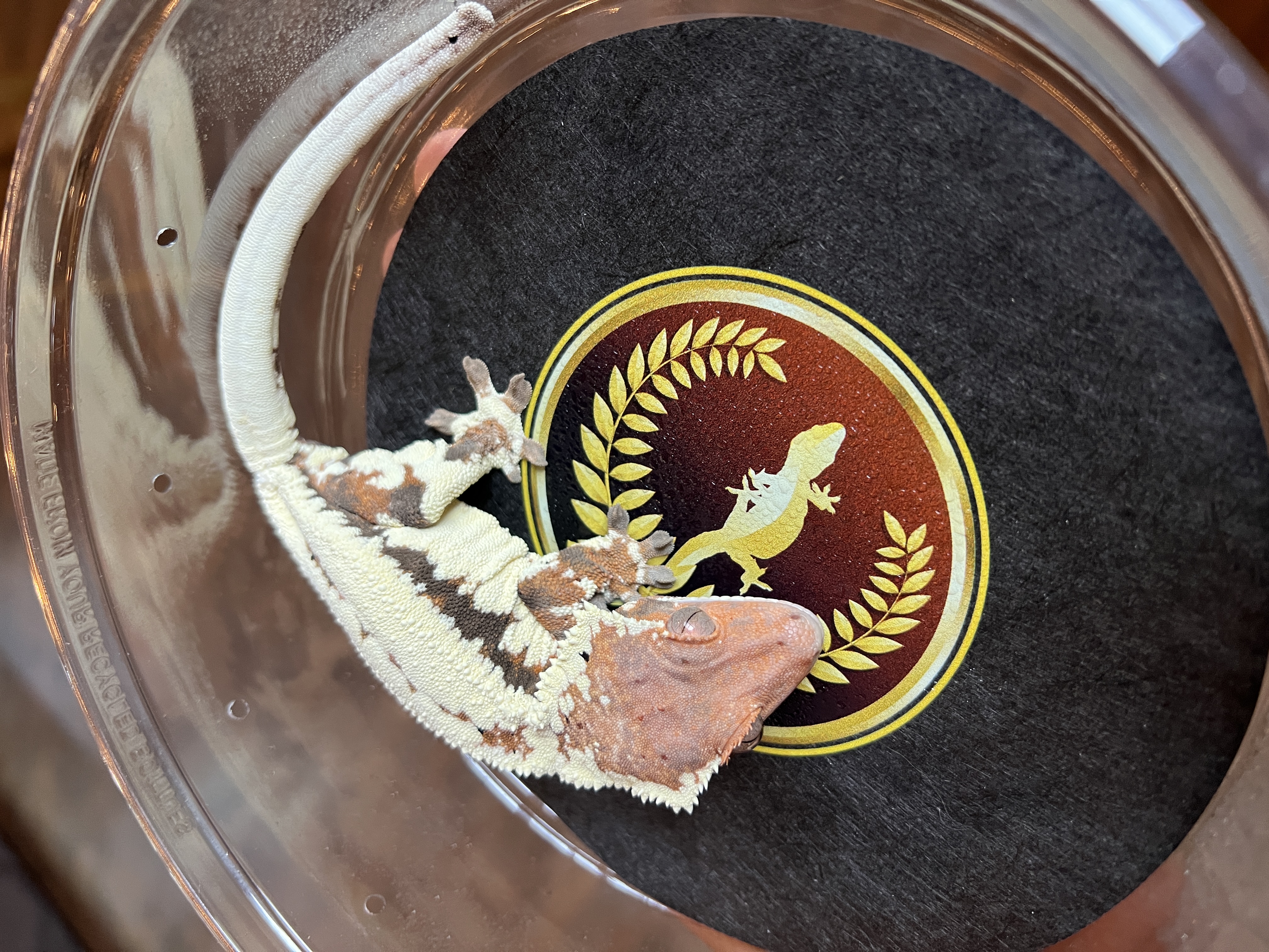 Fiona - Who's Geckos