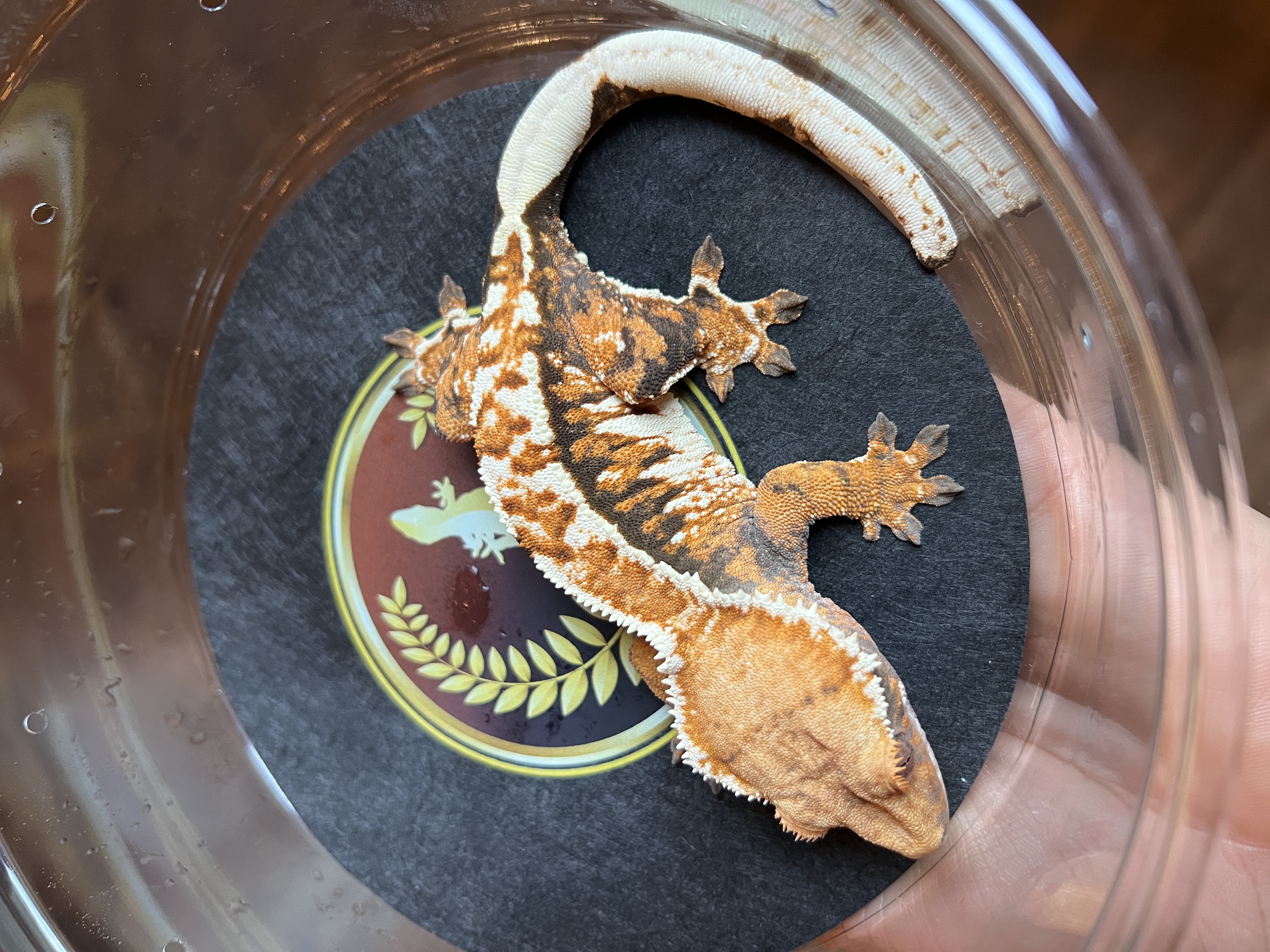 Bombshell - HKD Geckos