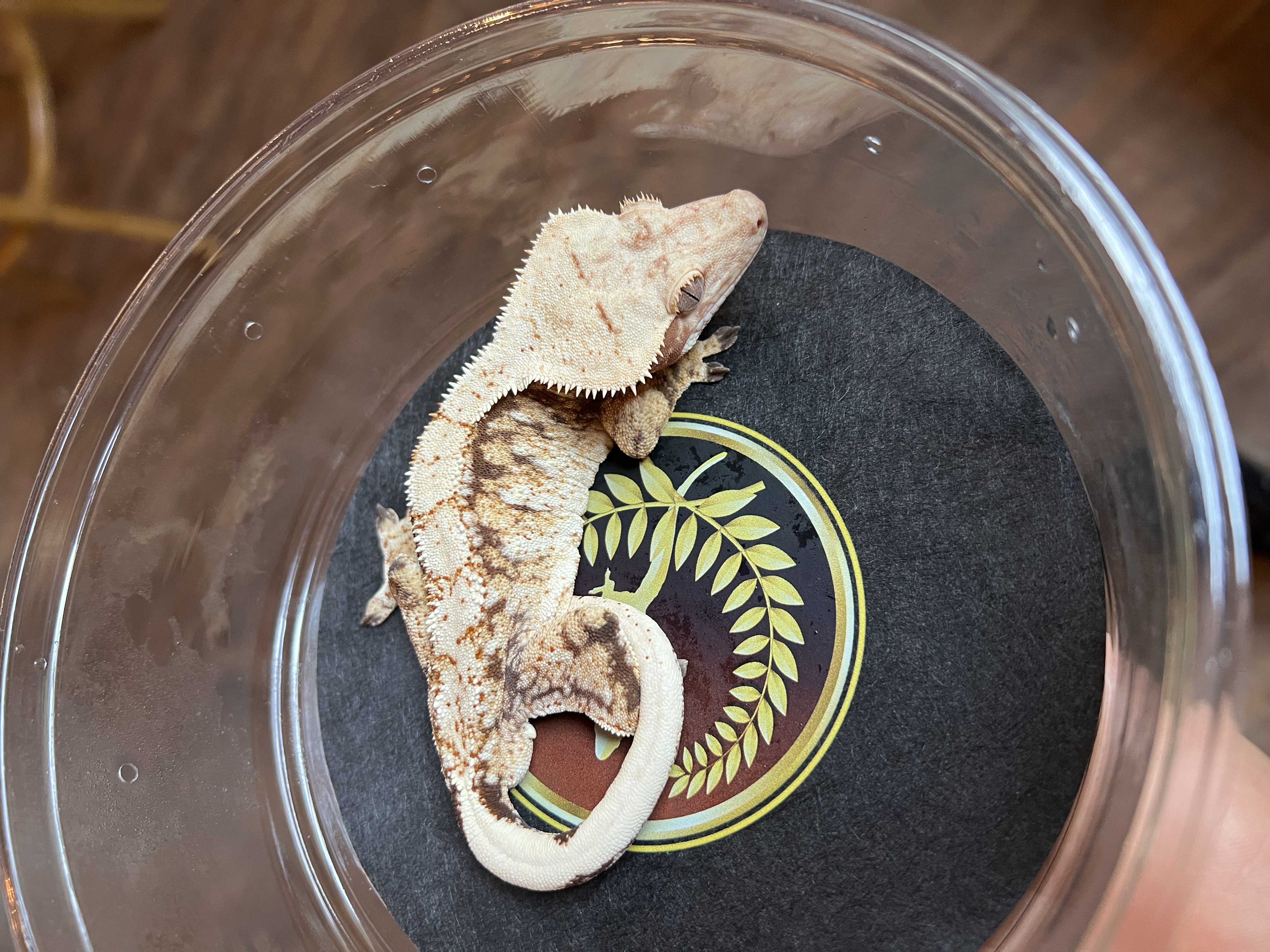 Radahn - Crestie Worx