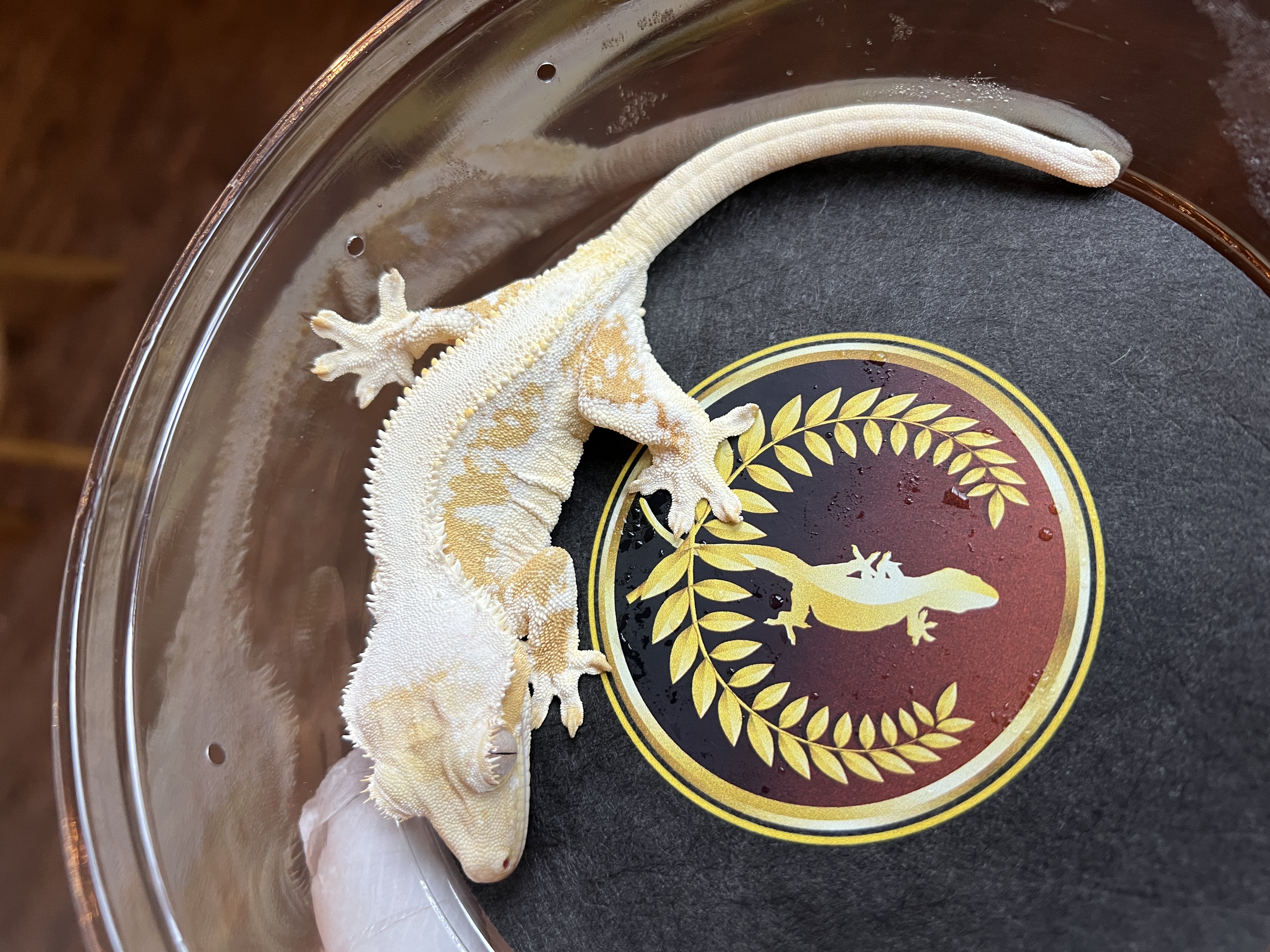Flabbergast - Dixie Reptiles