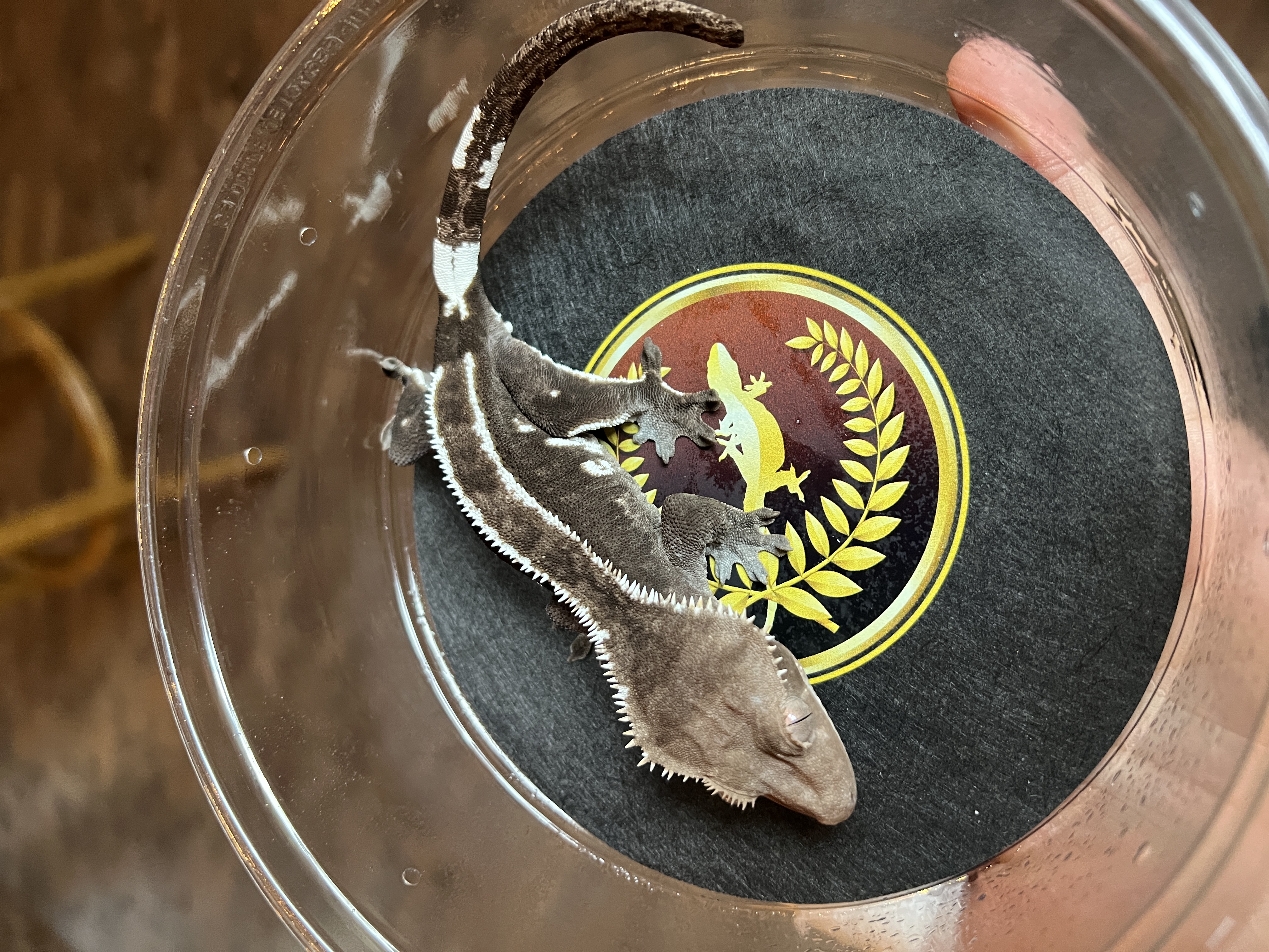 Lucretia - Retro Gecko