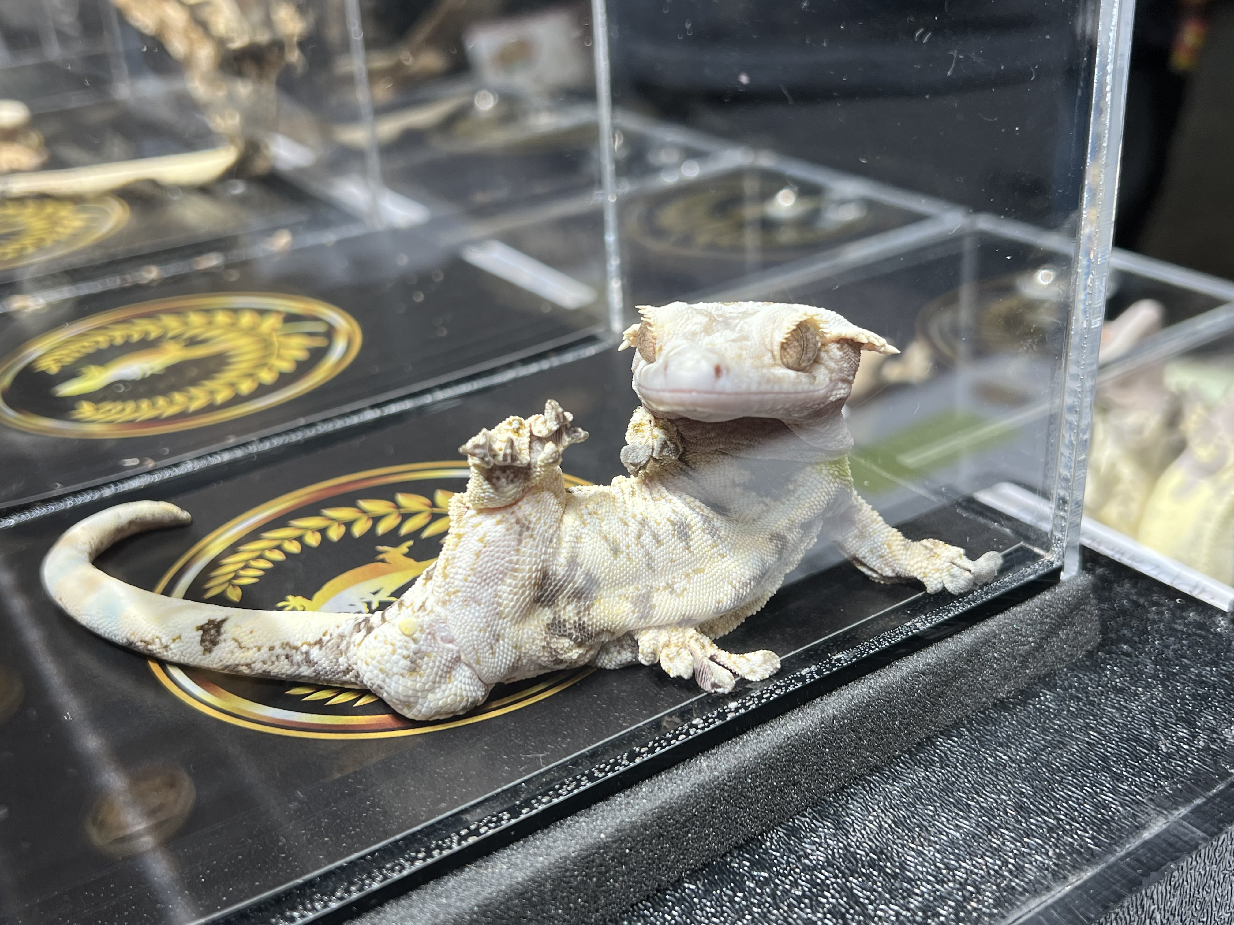 Gecko hitting a pose