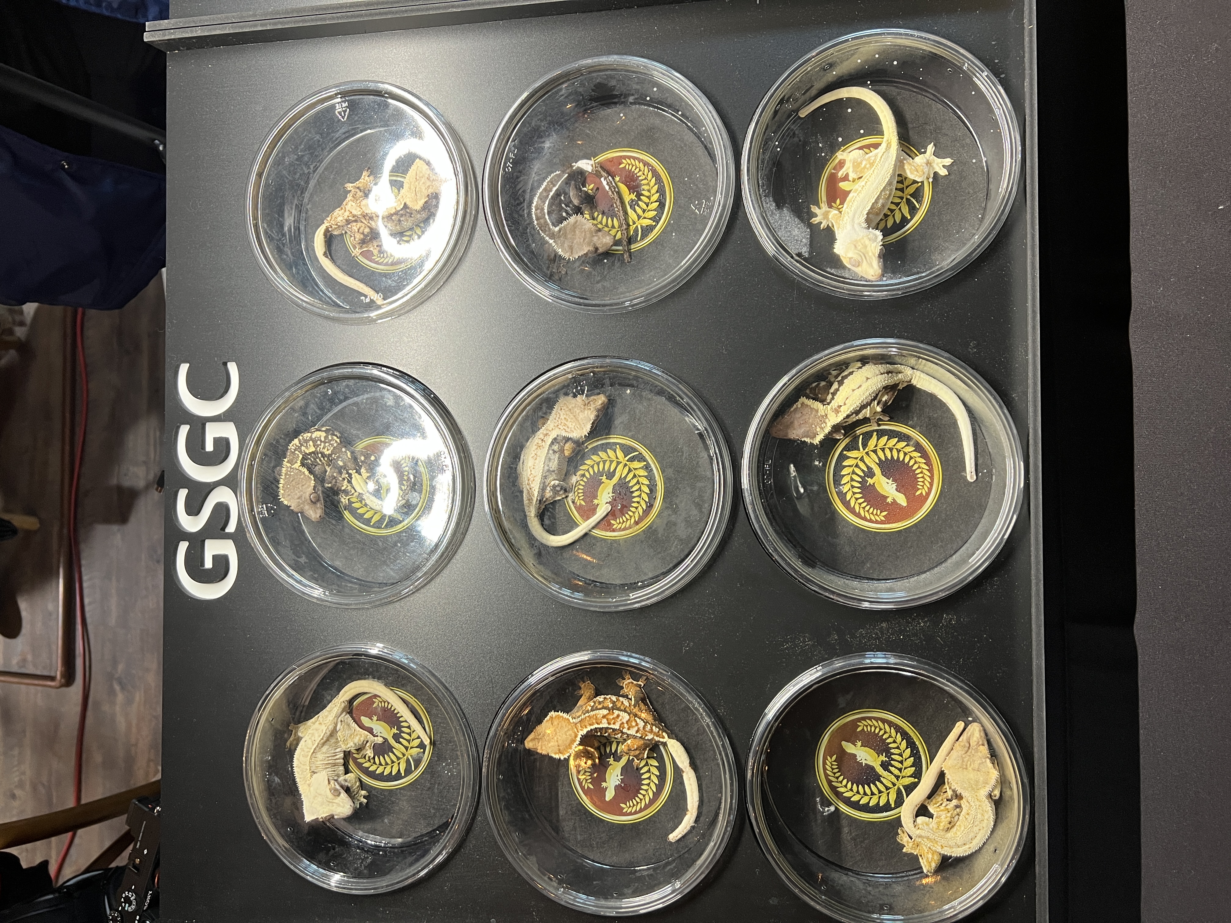 Geckos on display