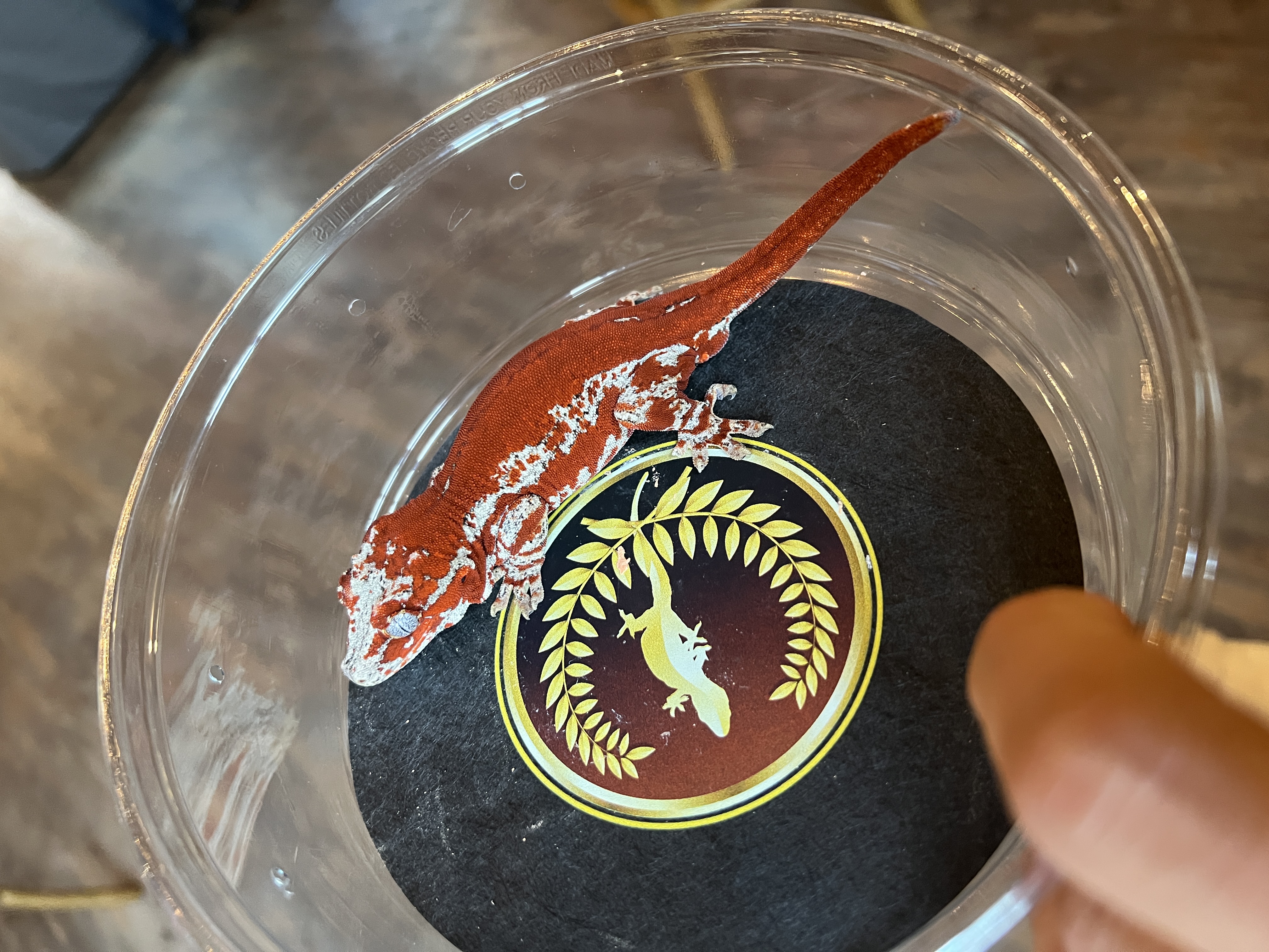 Carnage - Ruby Reptiles