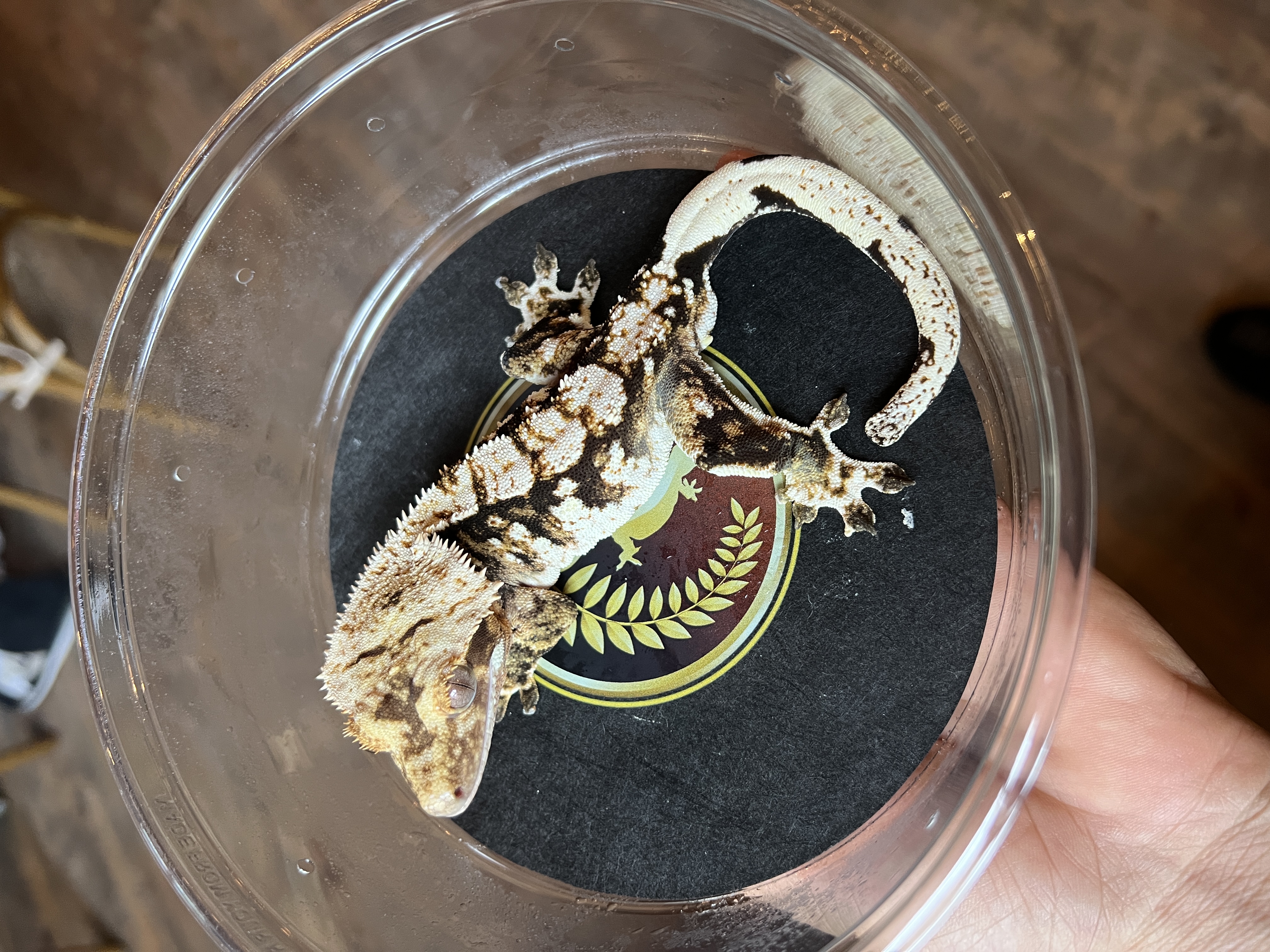 Falcon - Tara Leigh's Cresties