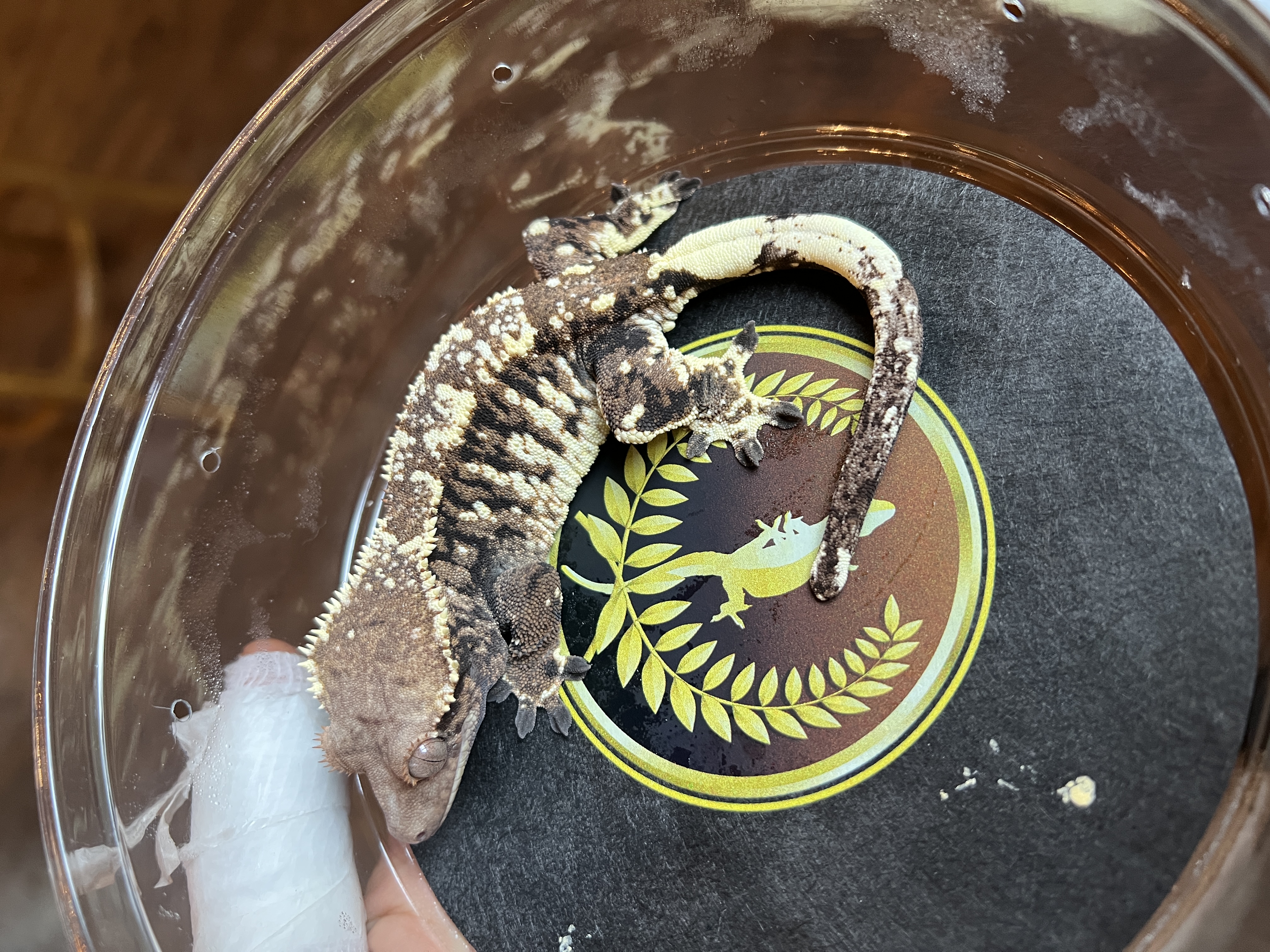 Tiger Queen - Ruby Reptiles