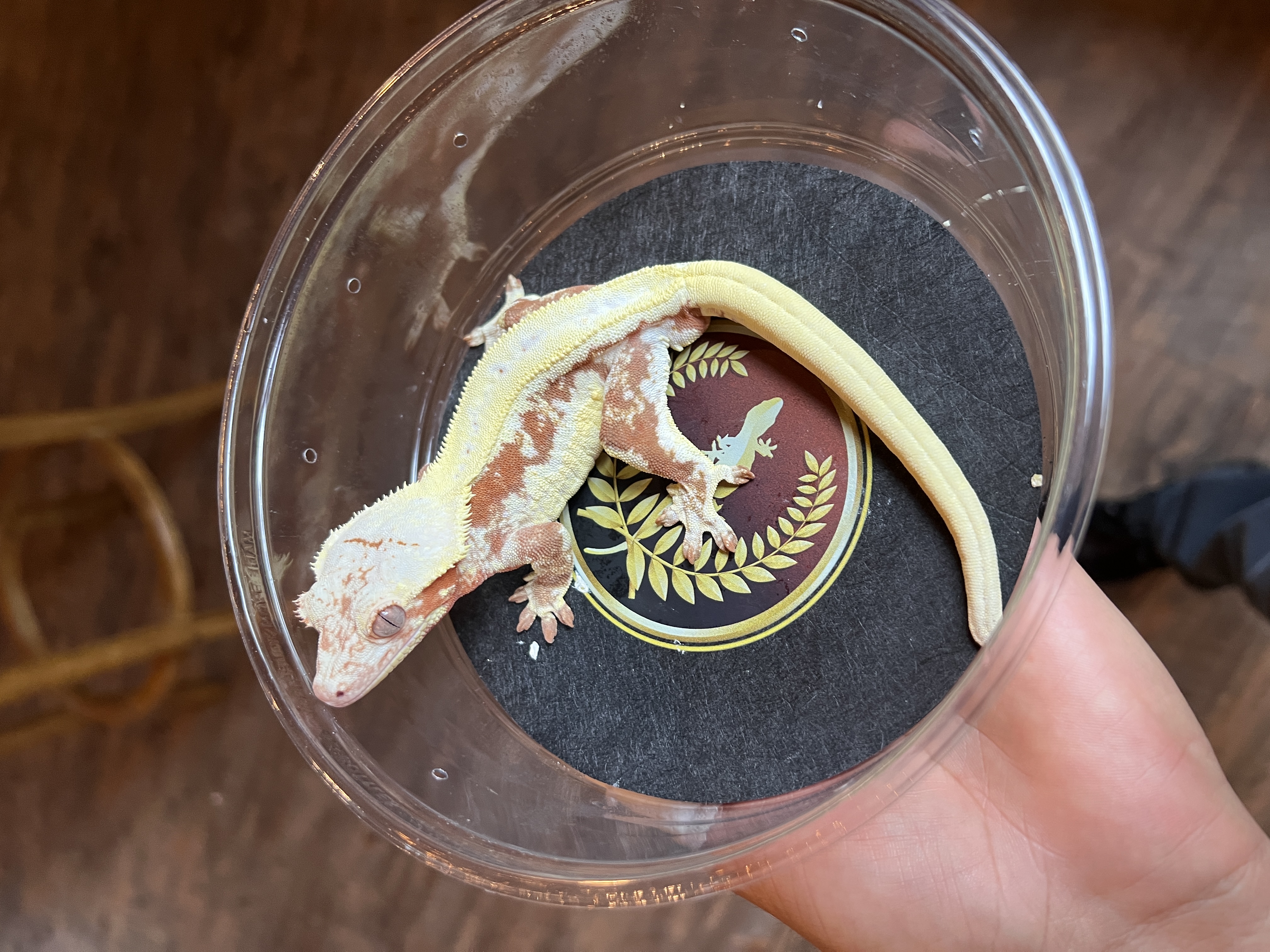 Polaris - Ruby Reptiles