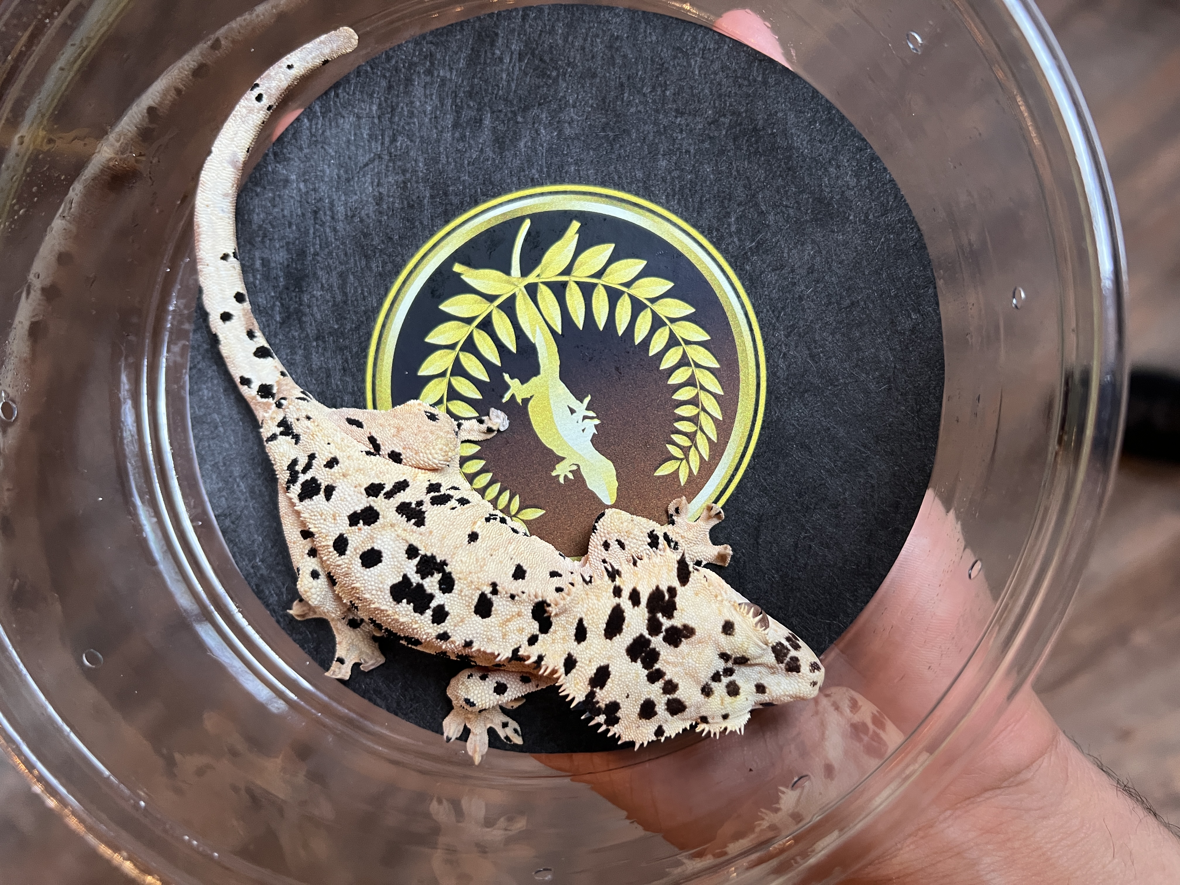 Takamachi - Tara Leigh's Cresties