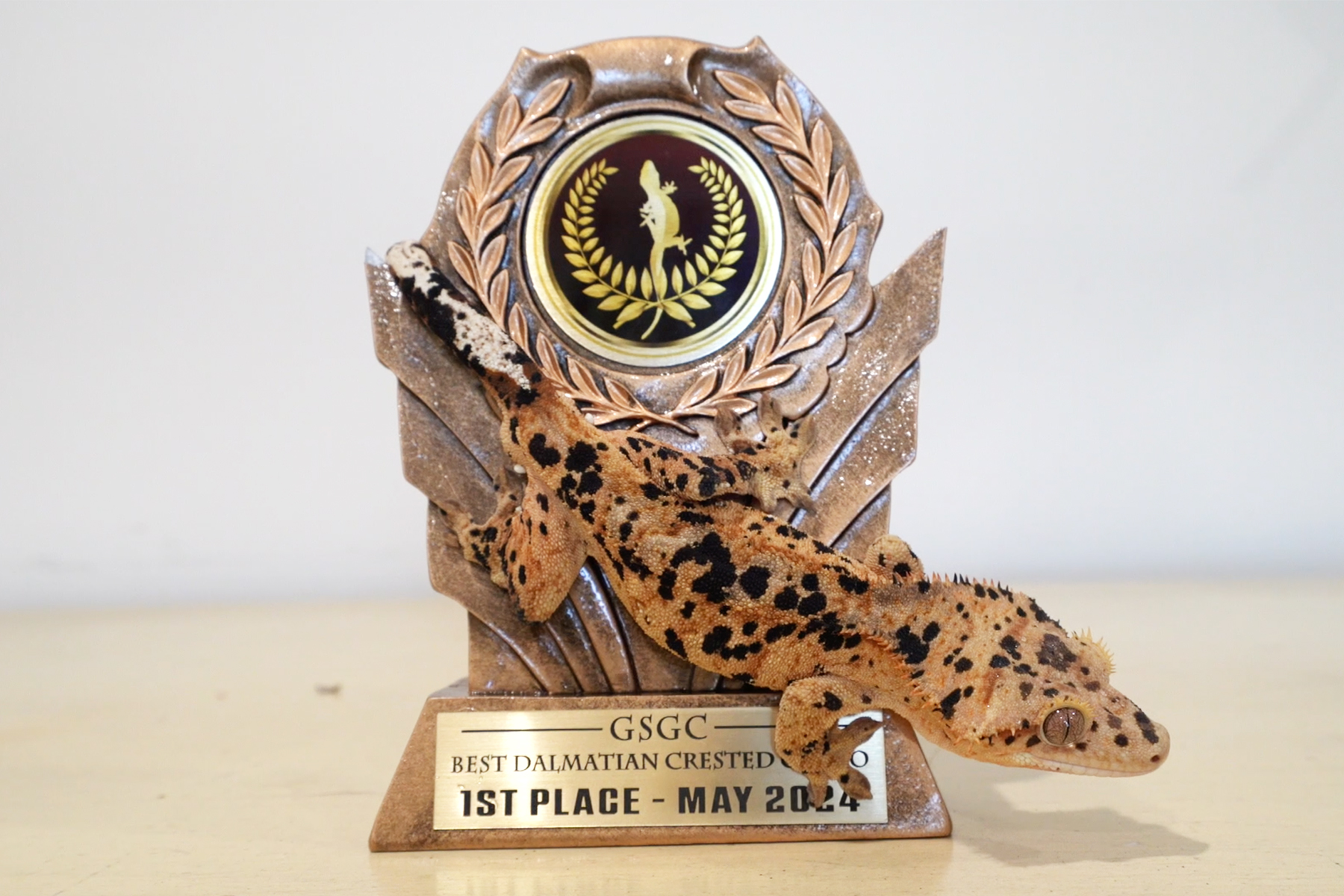 Chip - Giulianas Geckos