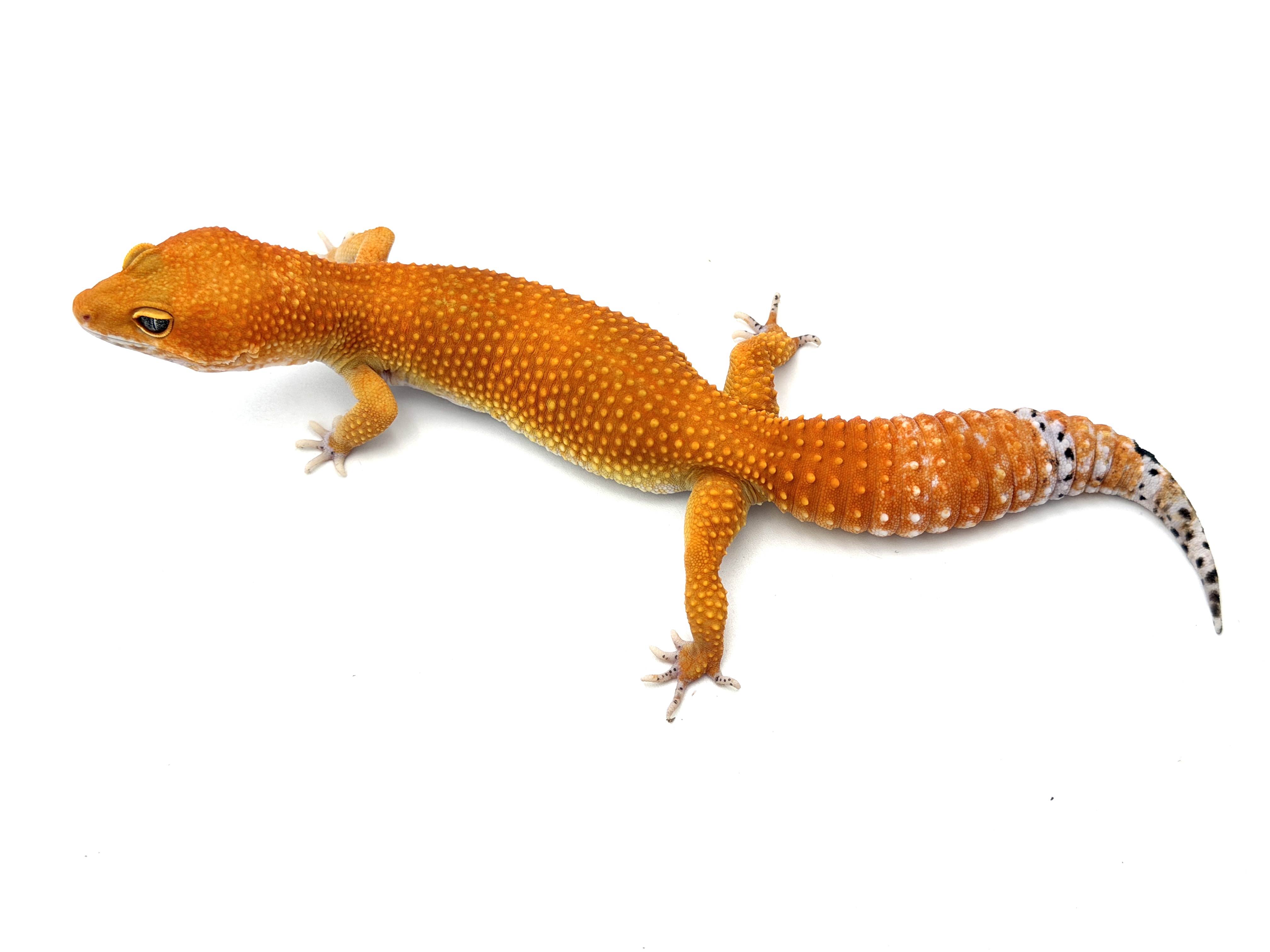 Tangerine Tornado 3