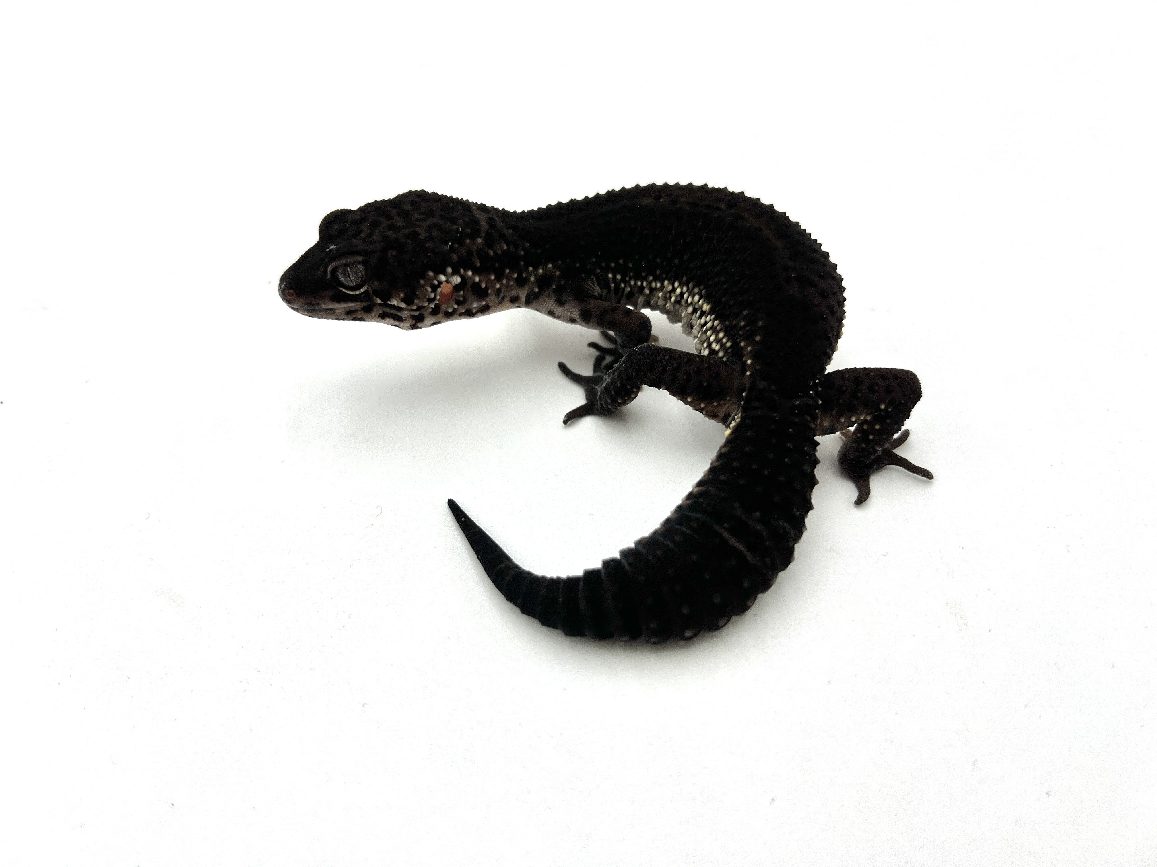 Black Night 2