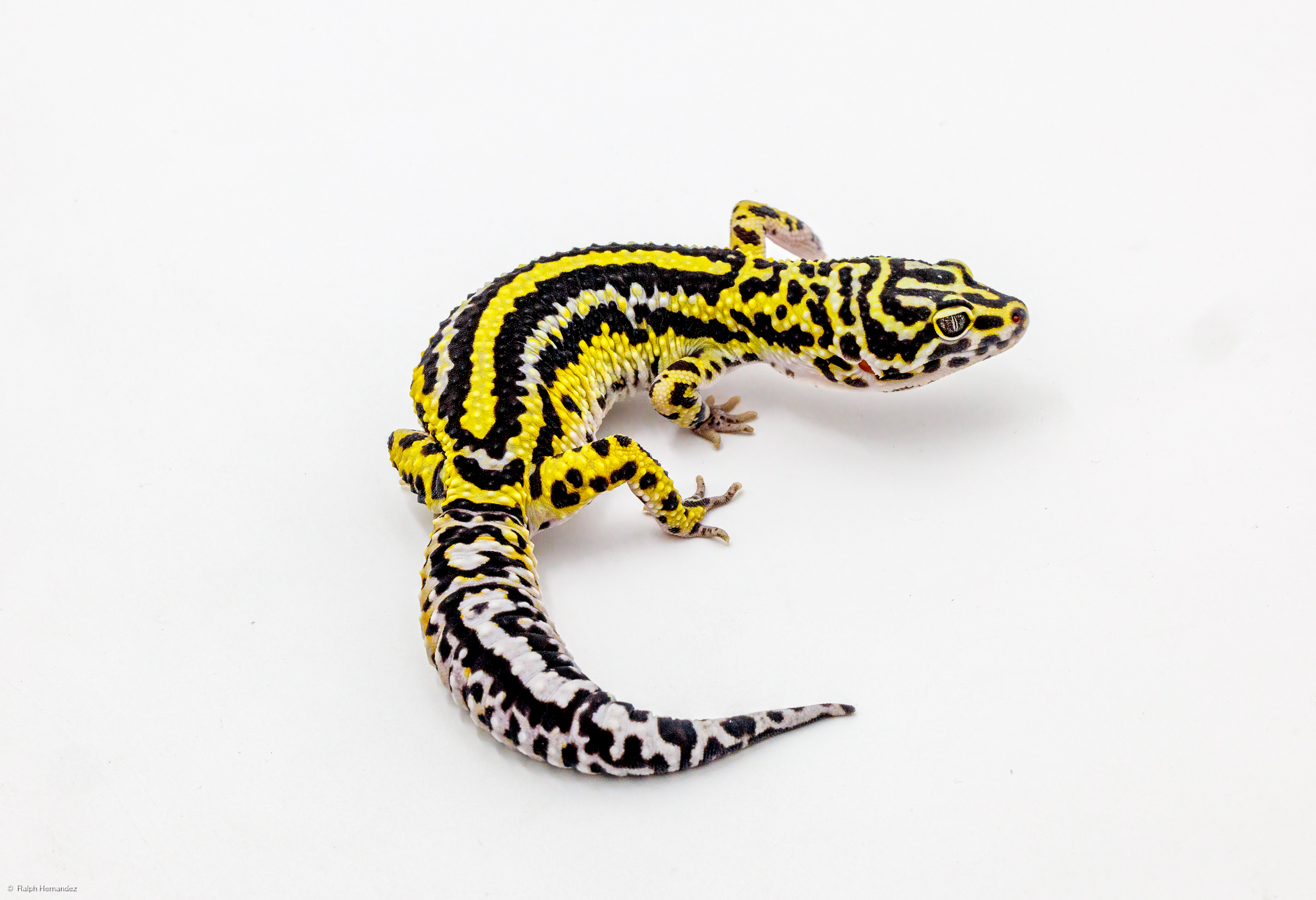 Bold Stripe Melanistic Clown Cross