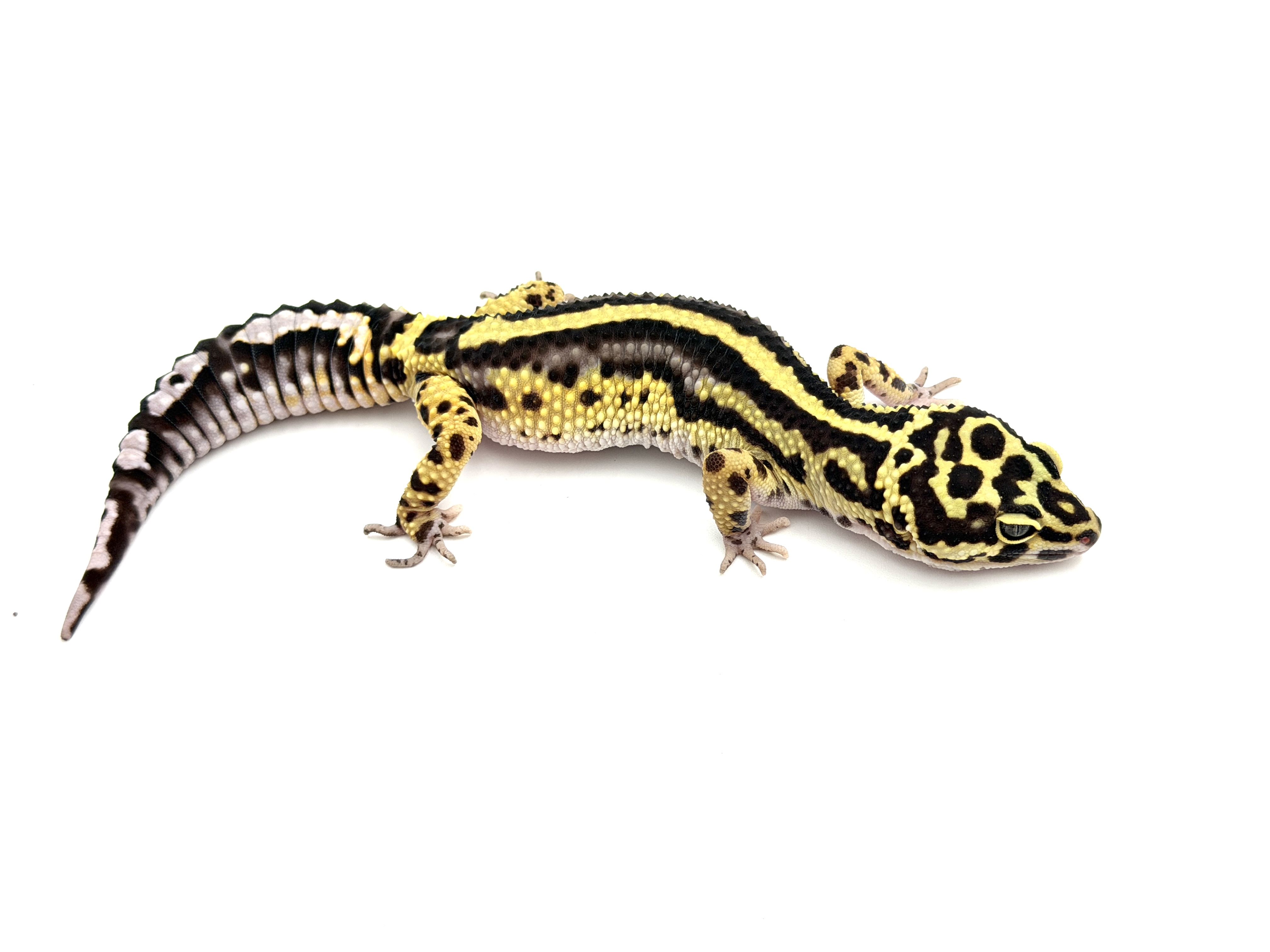 BoldStripe