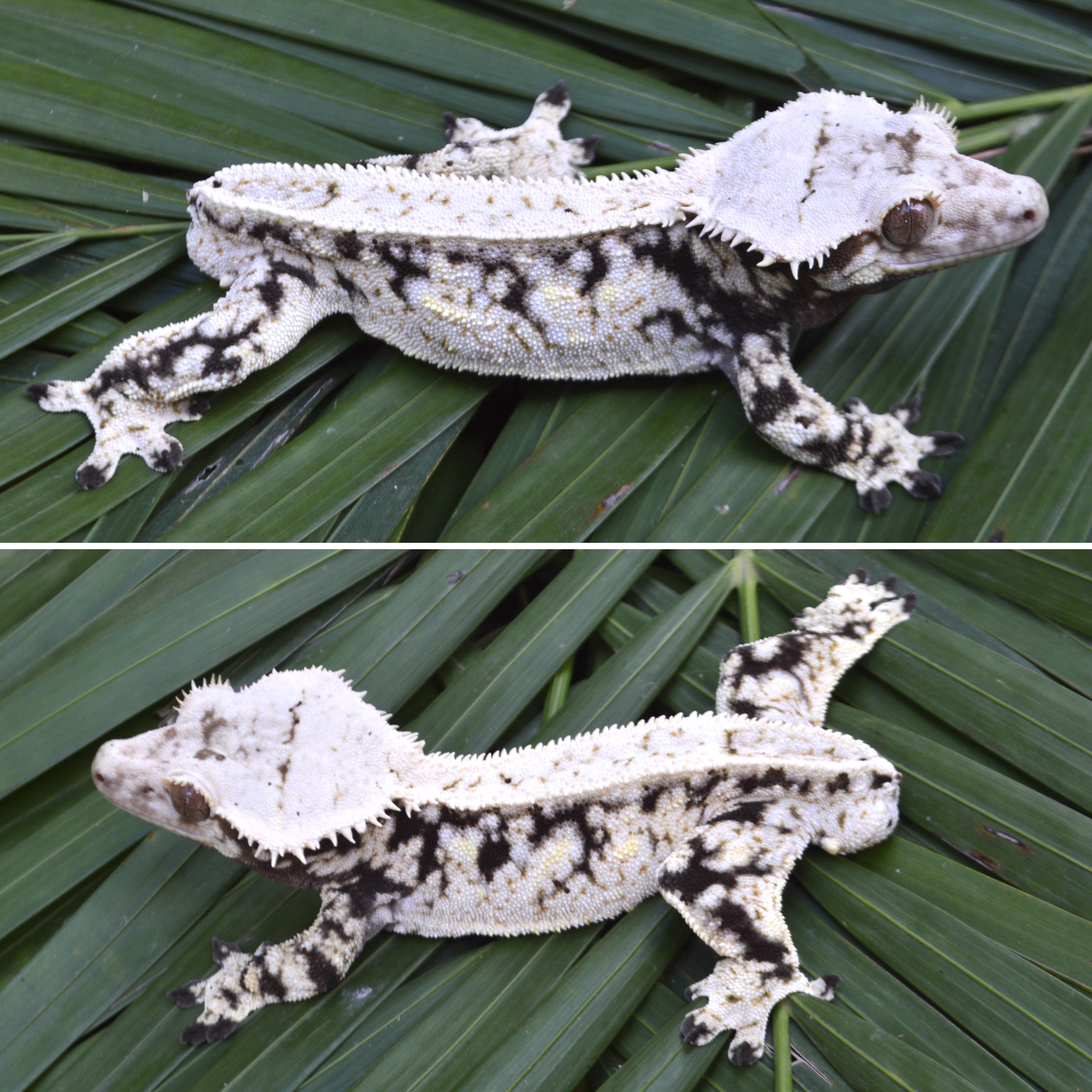 Drako