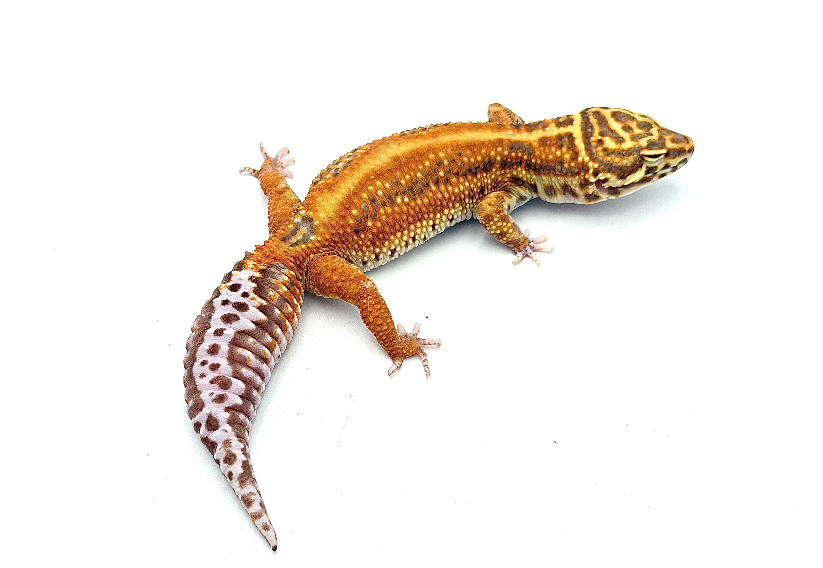 Tang Bell Albino