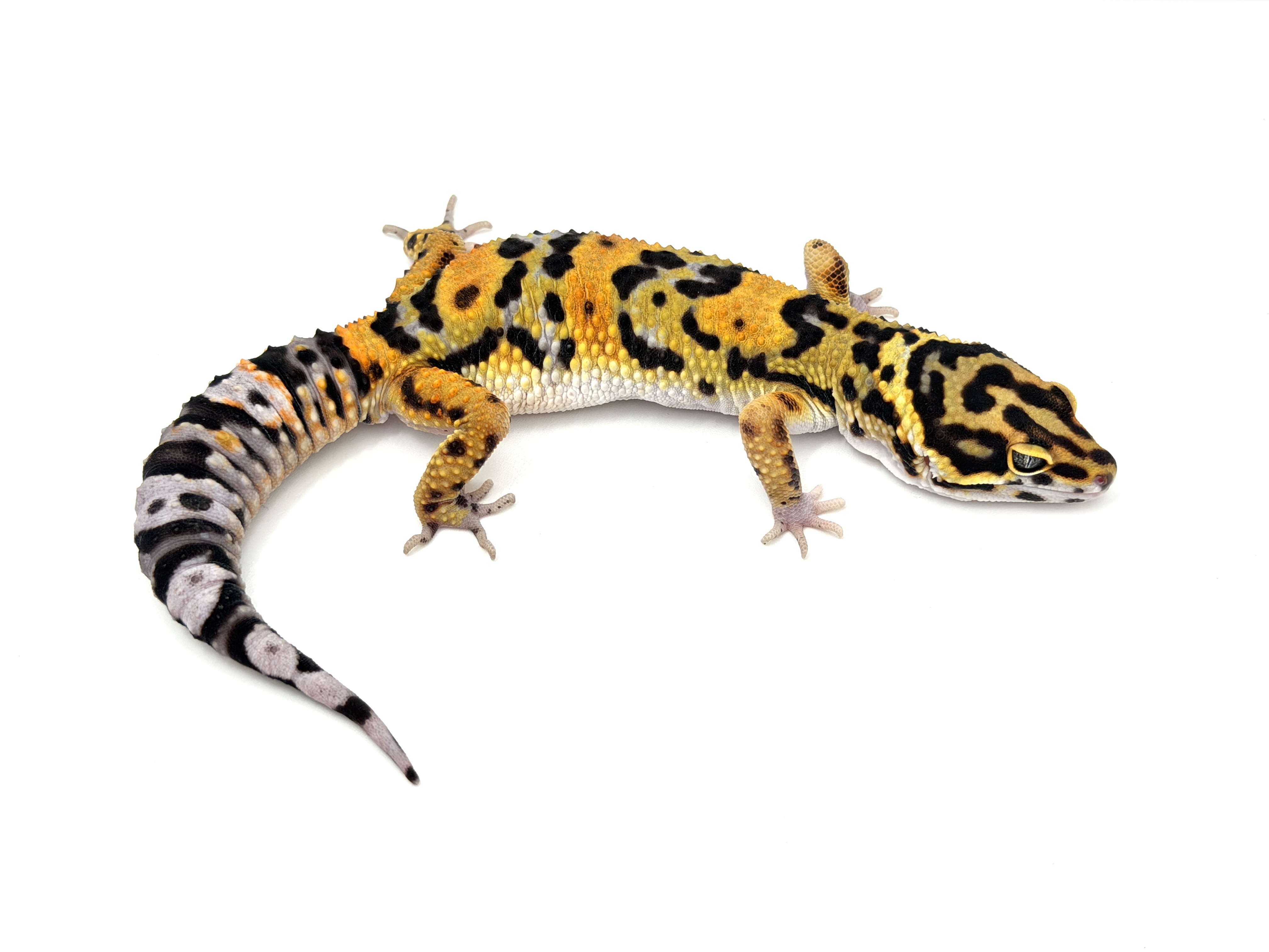Rajah