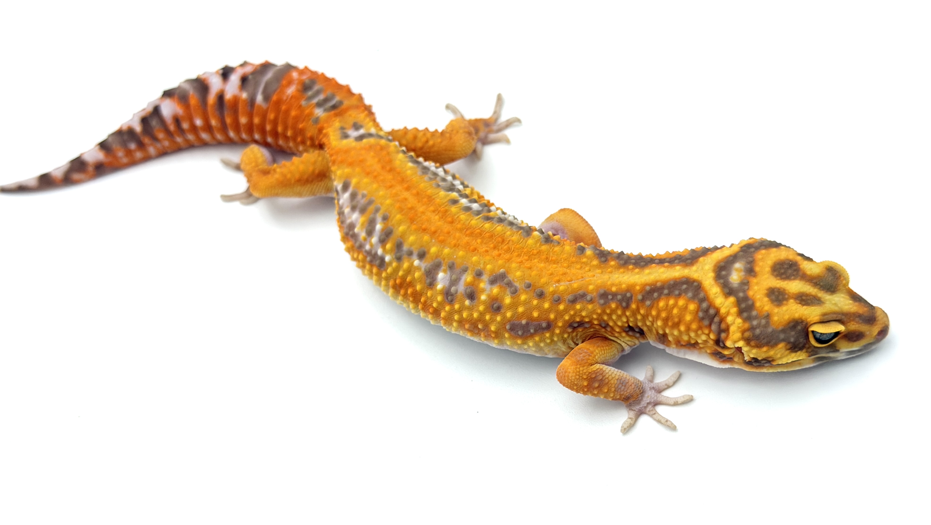 Tremper Bold Tangerine #2
