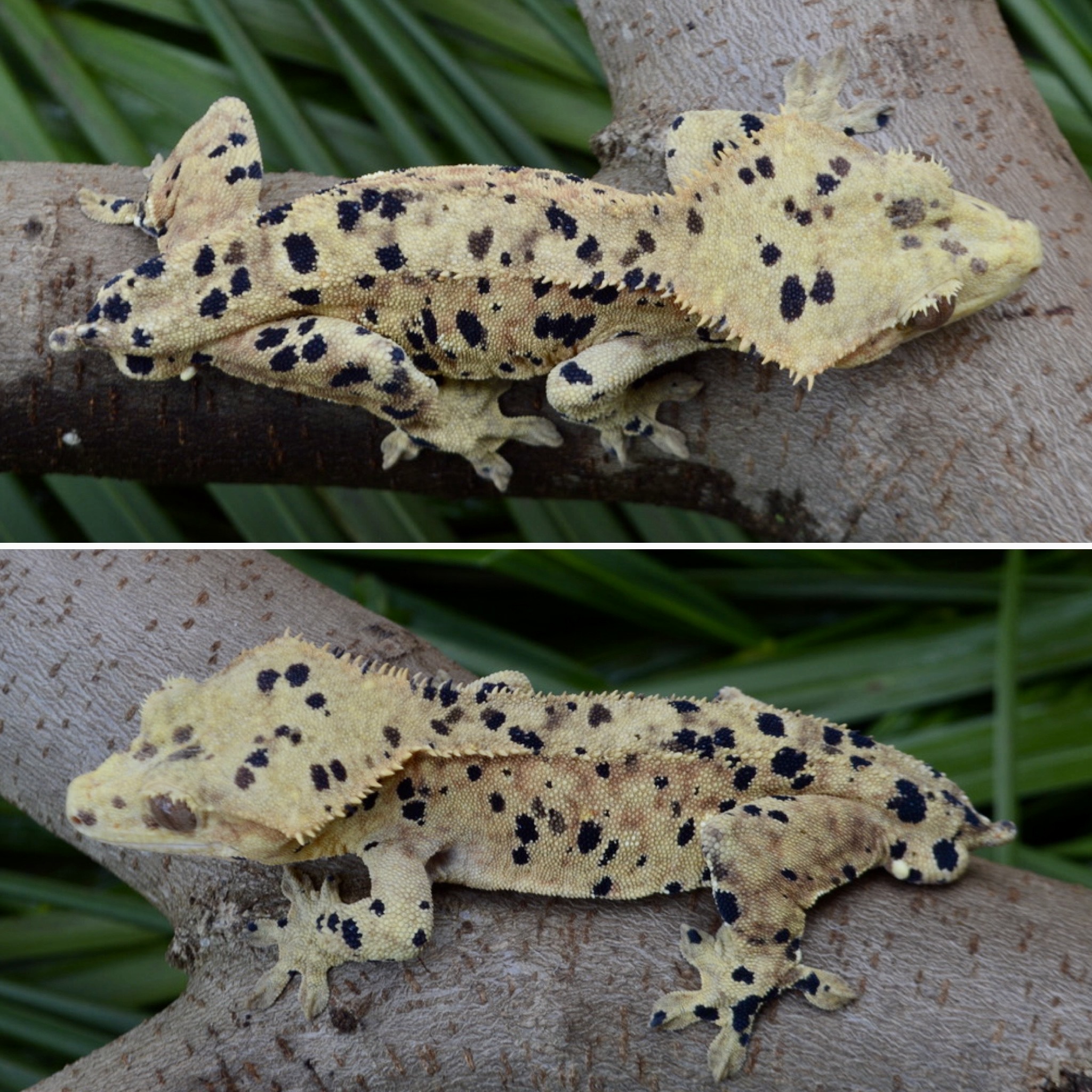 Pongo