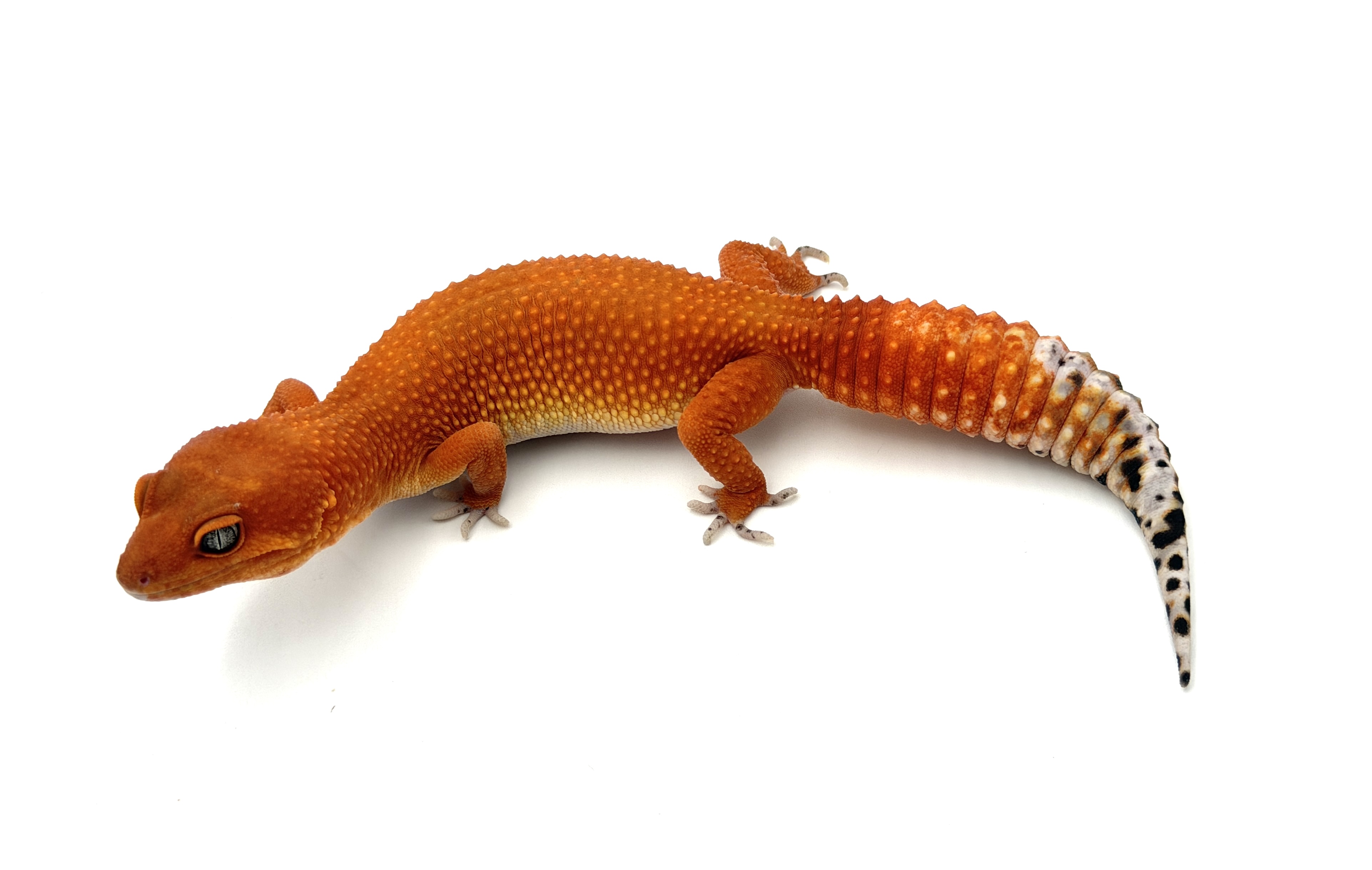 Red Dragon