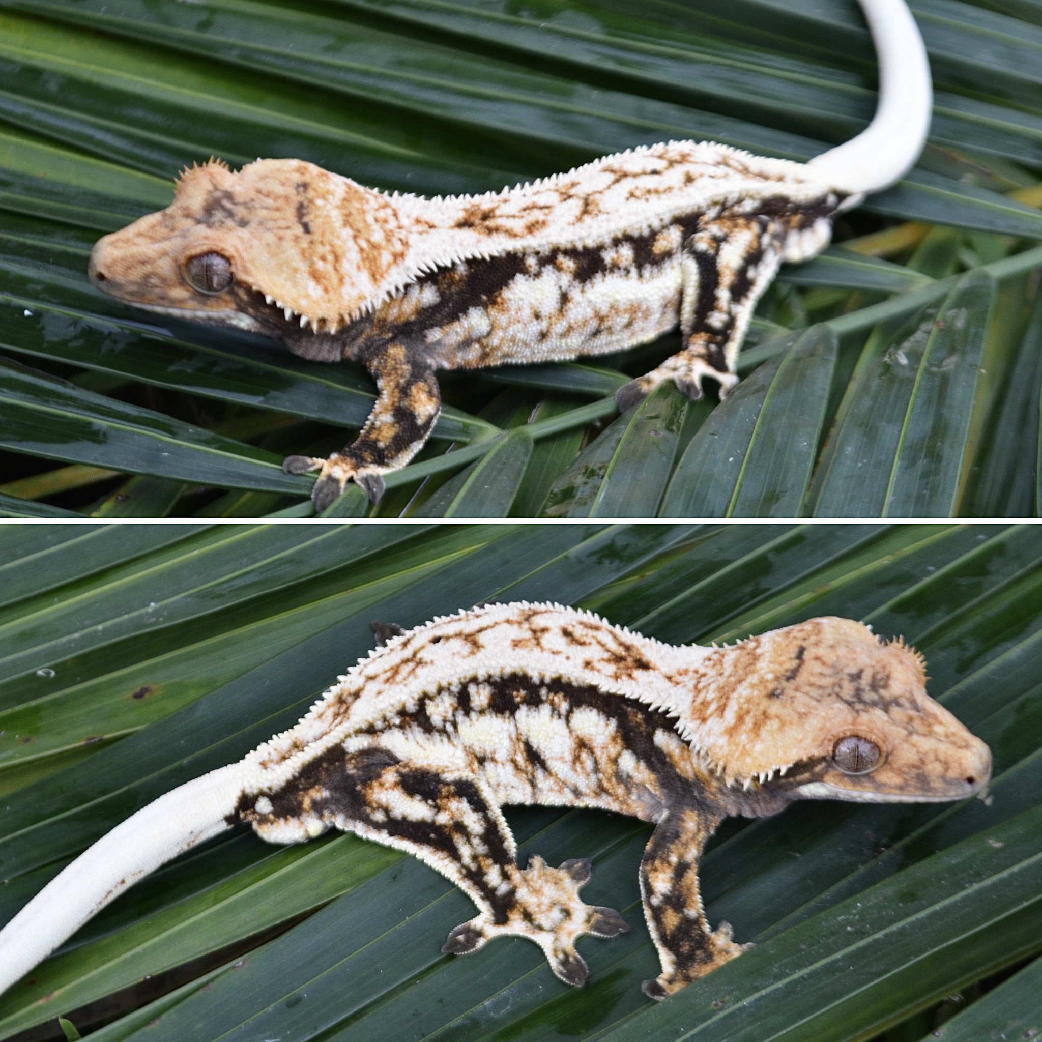 LilFoot