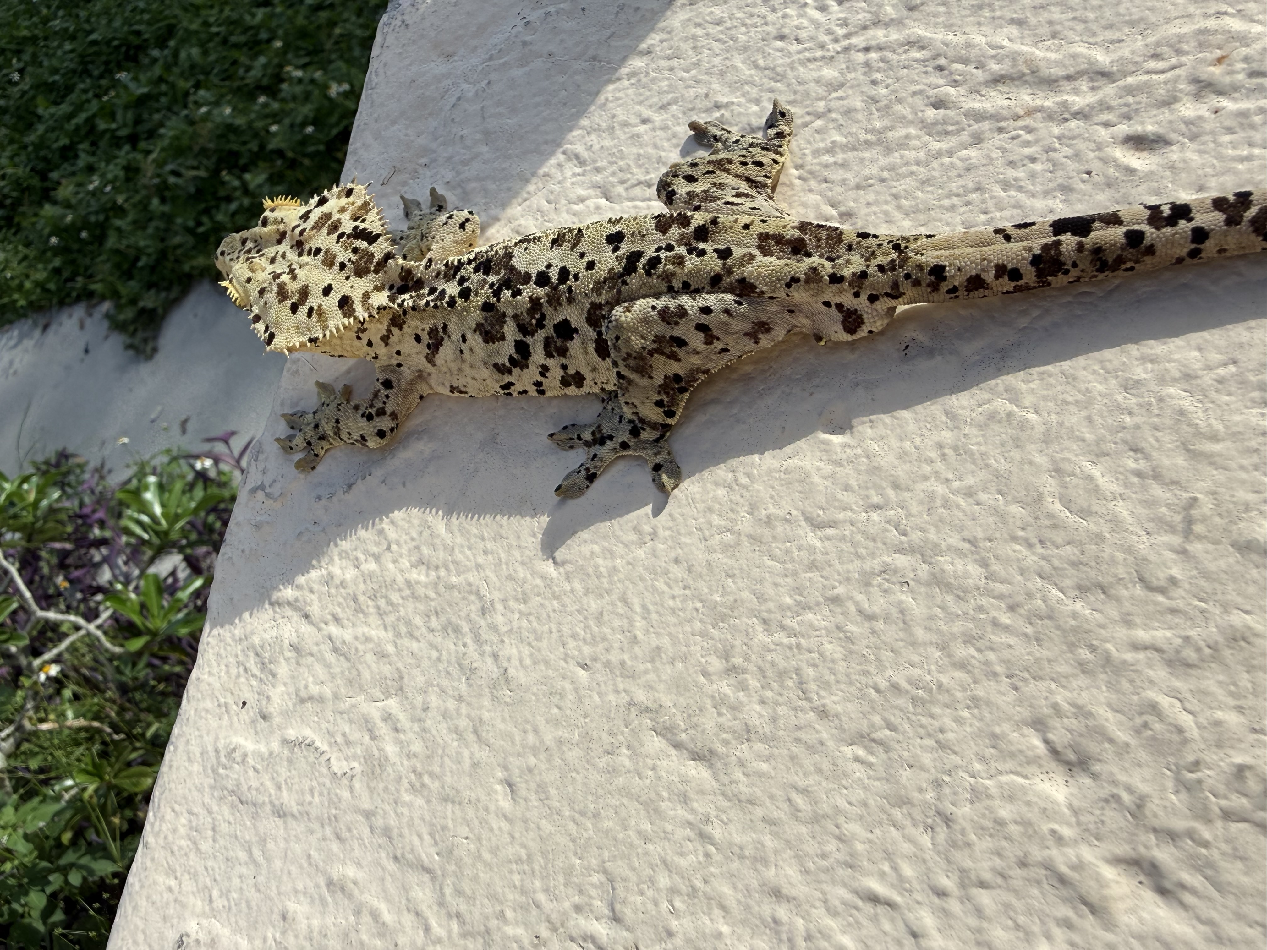 The Gecko Room