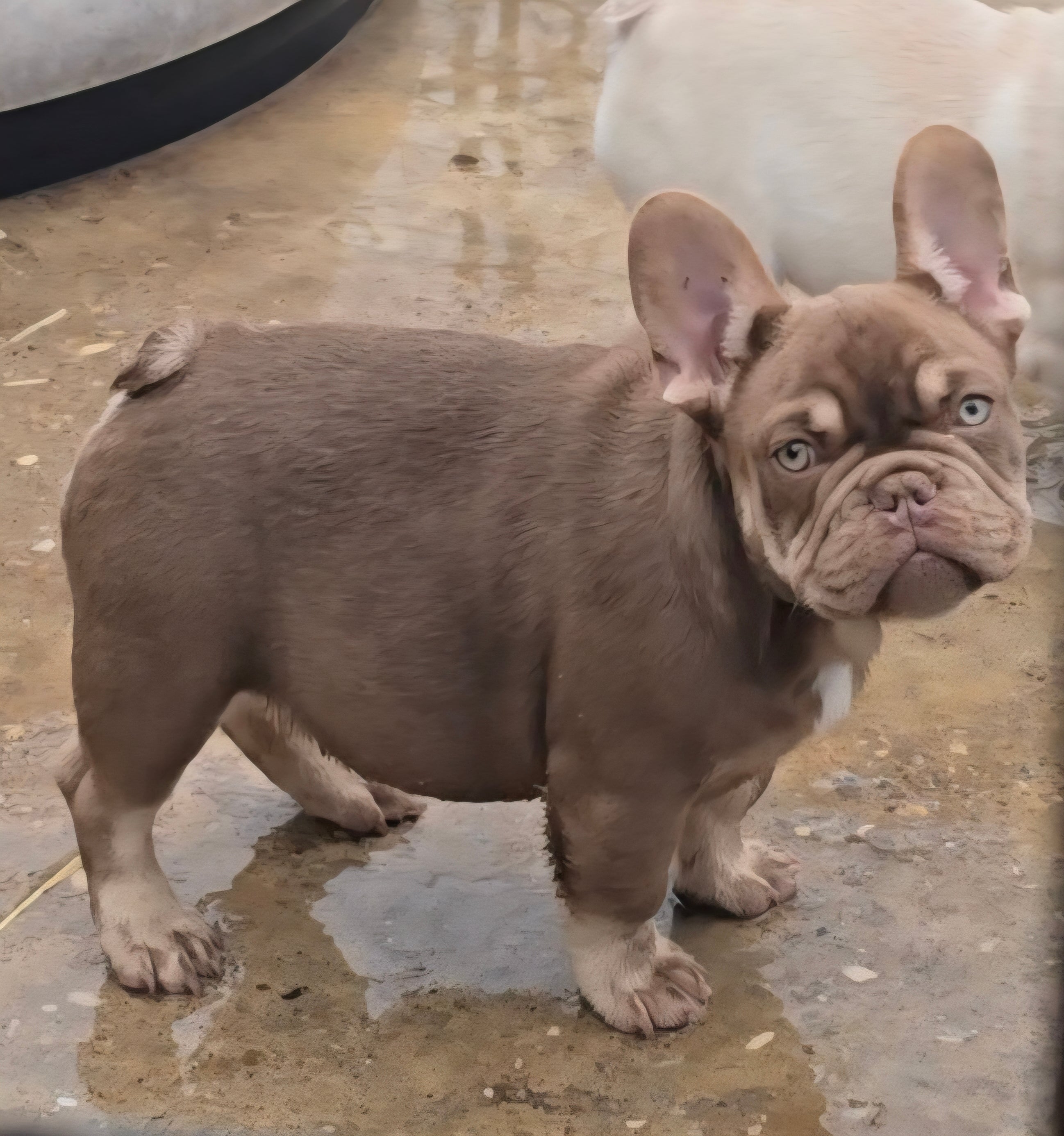 Red Thread Frenchie Red Rome | Texas Top Notch Frenchies | Texas Top Notch Frenchies