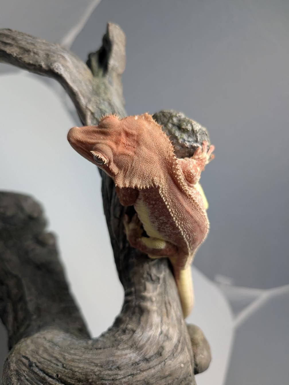 Gecko Emporium