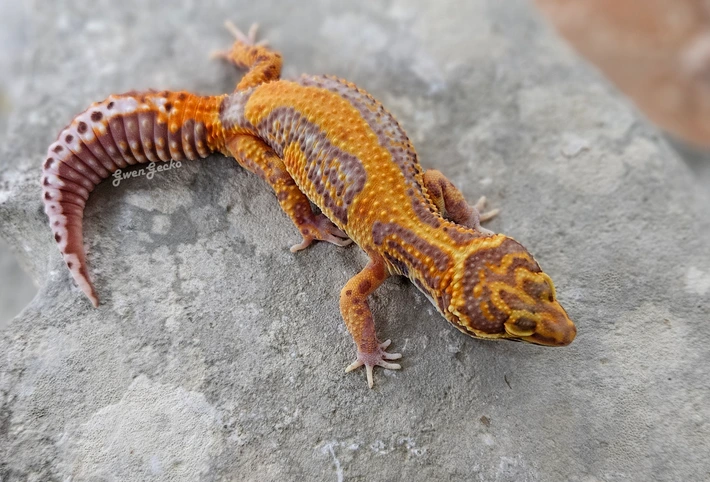 Ebi