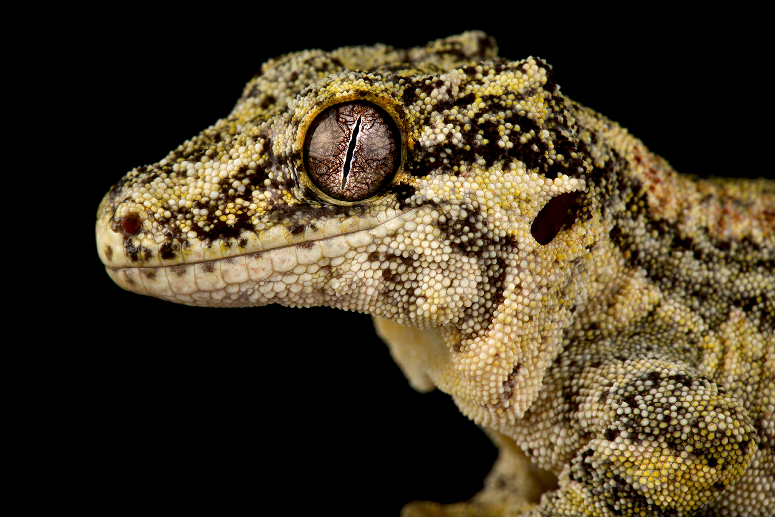 Gargoyle gecko