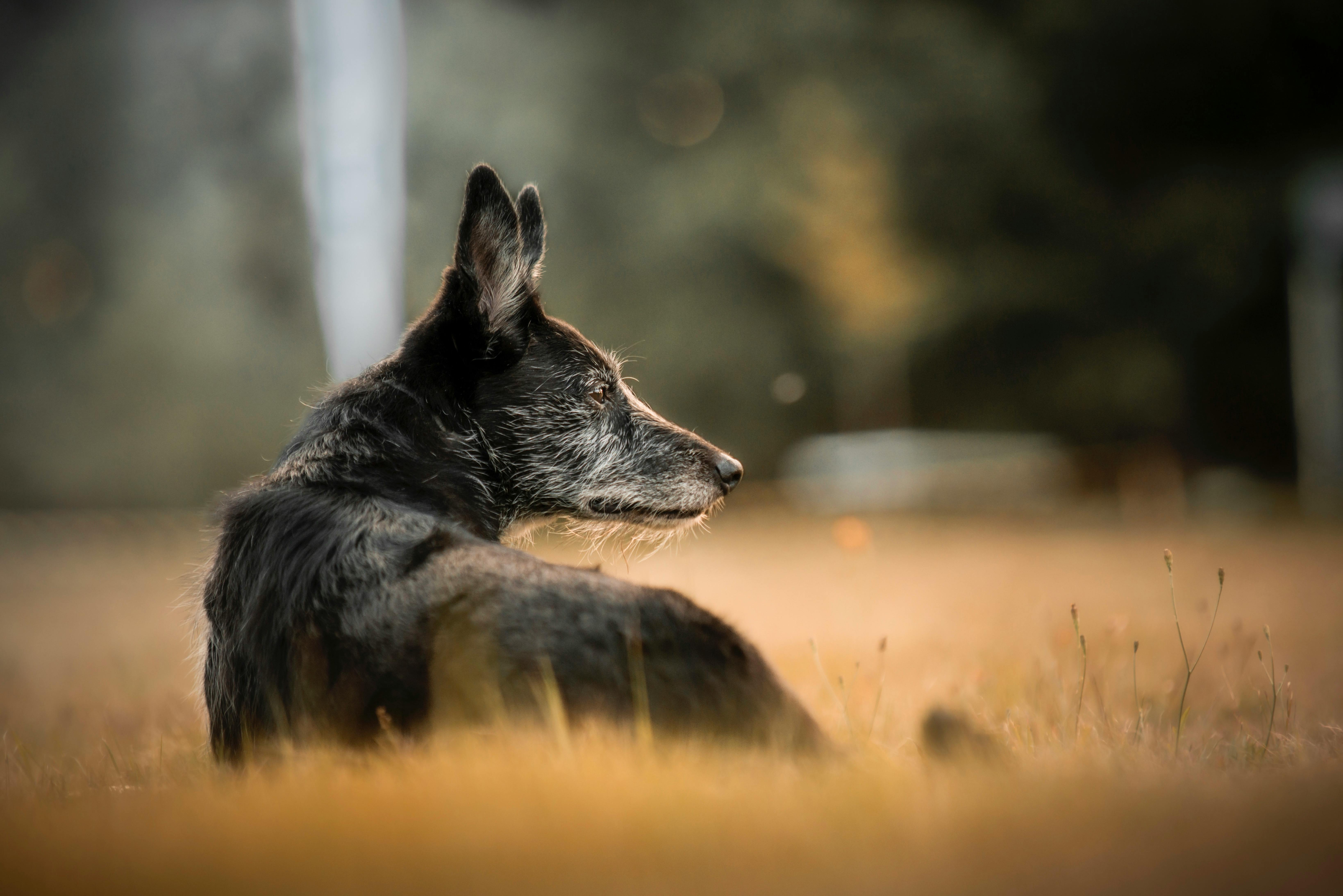 Placing Retired Breeding Animals: How to Do It Right