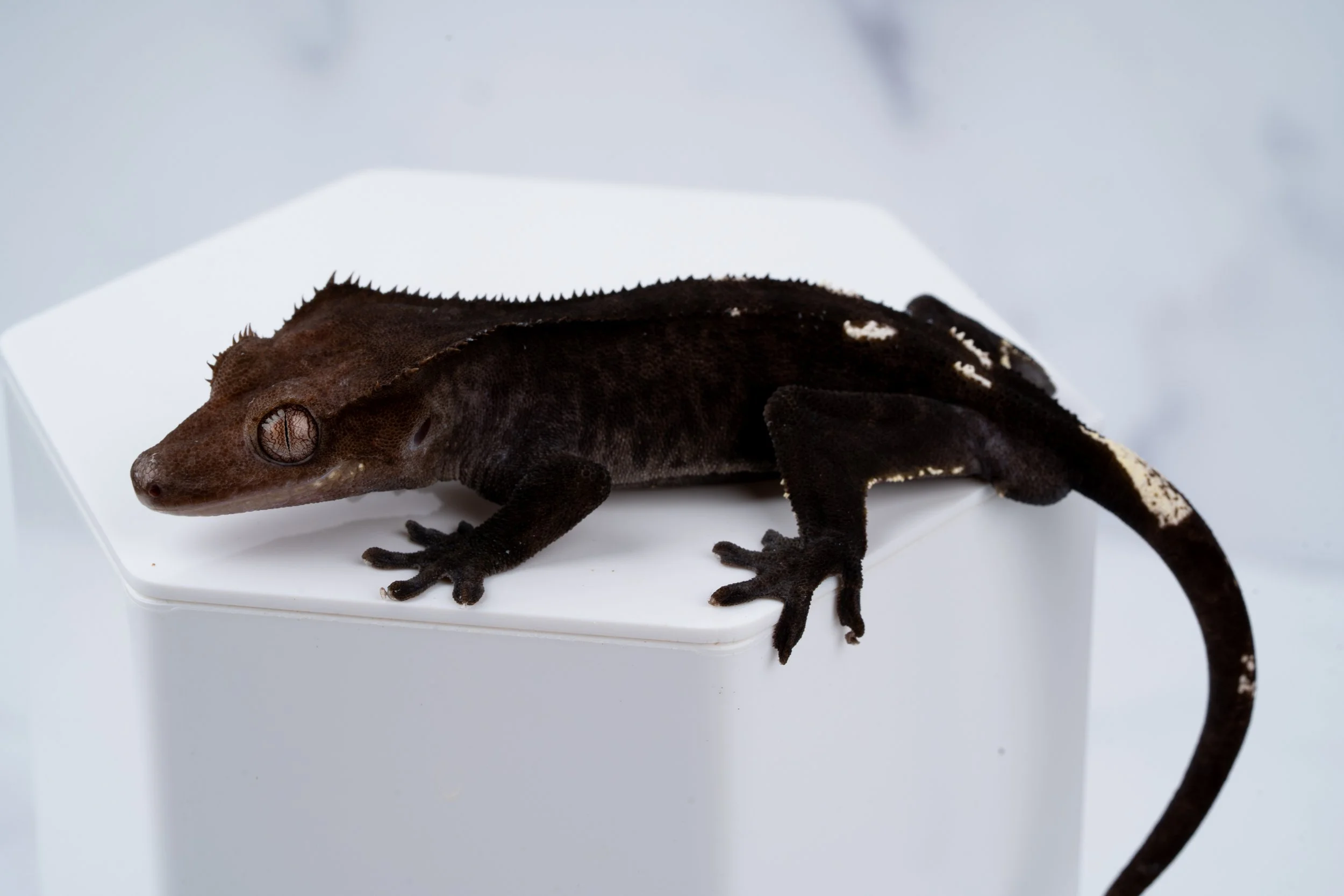 Axanthic, Phantom & Patternless
