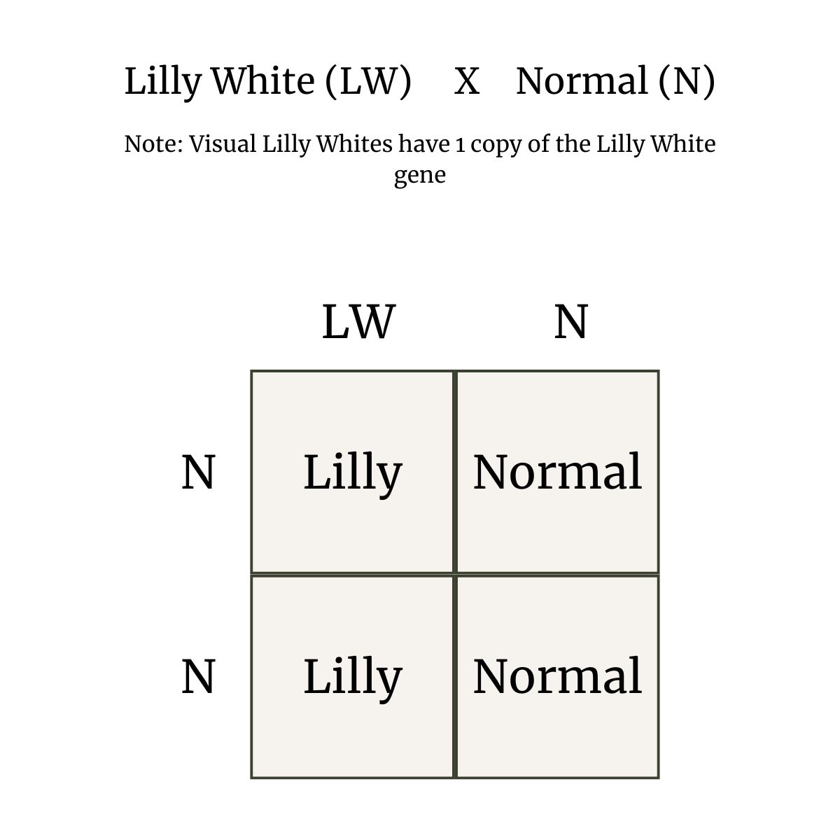 Visual representation of Lilly White genetics and lethal combination Punnett square diagram showing Lilly White inheritance