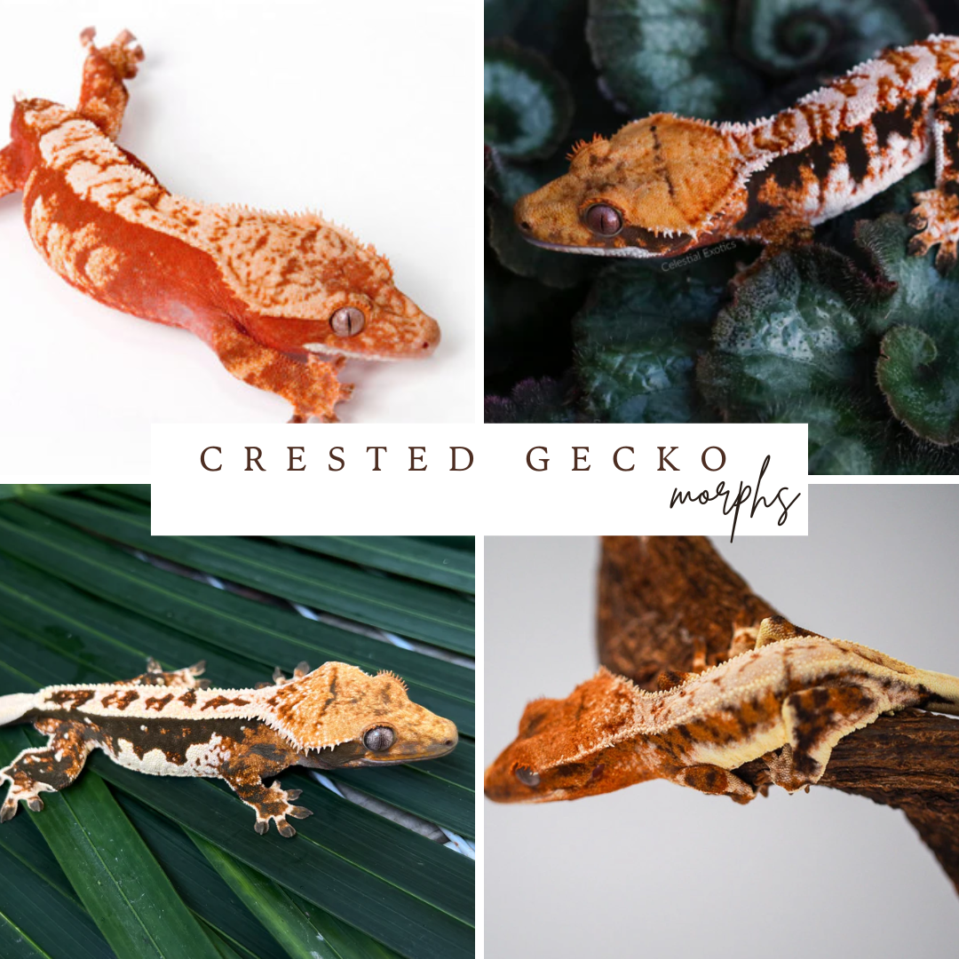 What Is a Crested Gecko Morph? Genetics Basics Explained