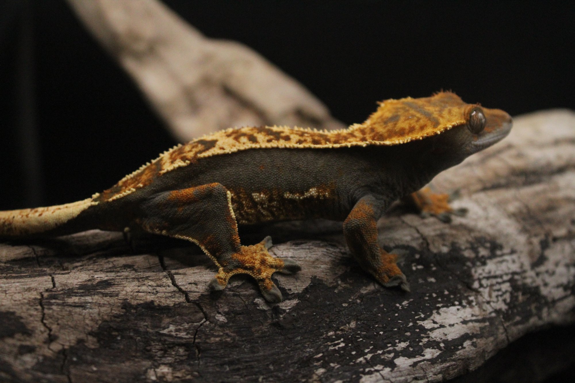 Black based crested gecko, commonly seen as shades of brown Black Based Crested Gecko