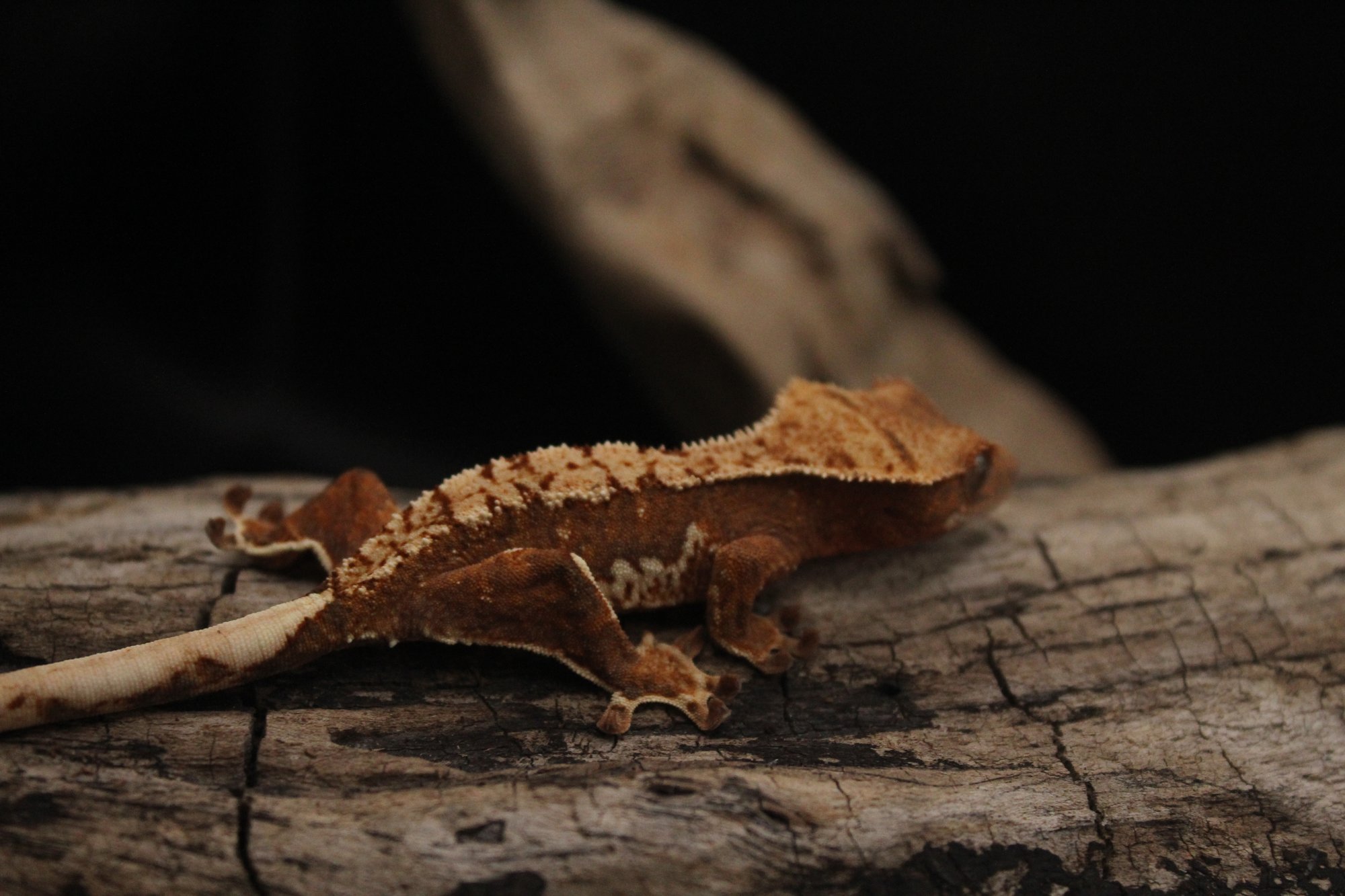 Red based Lilly white crested gecko Red Based Crested Gecko