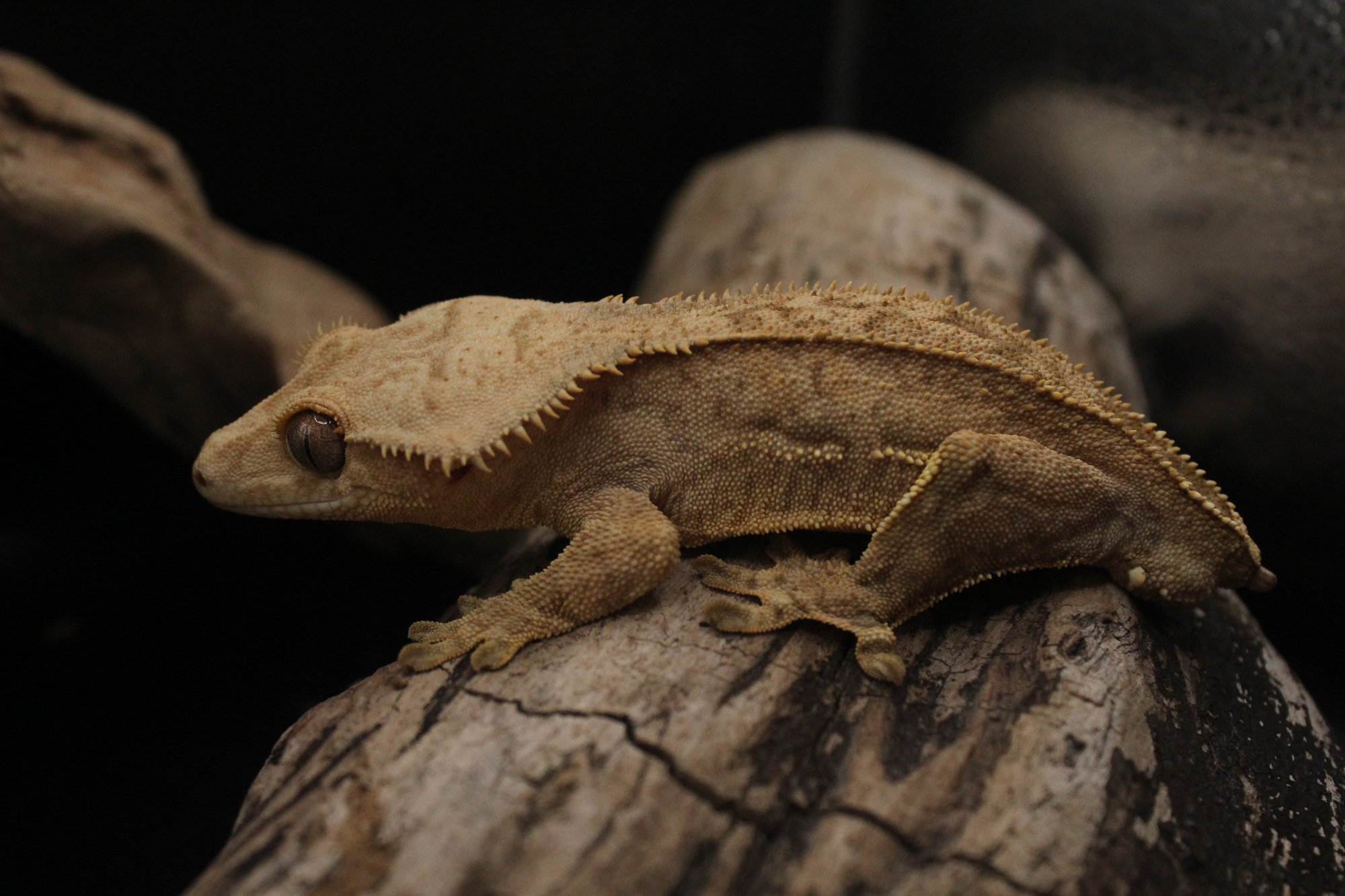 Yellow based crested gecko Yellow Based Crested Gecko