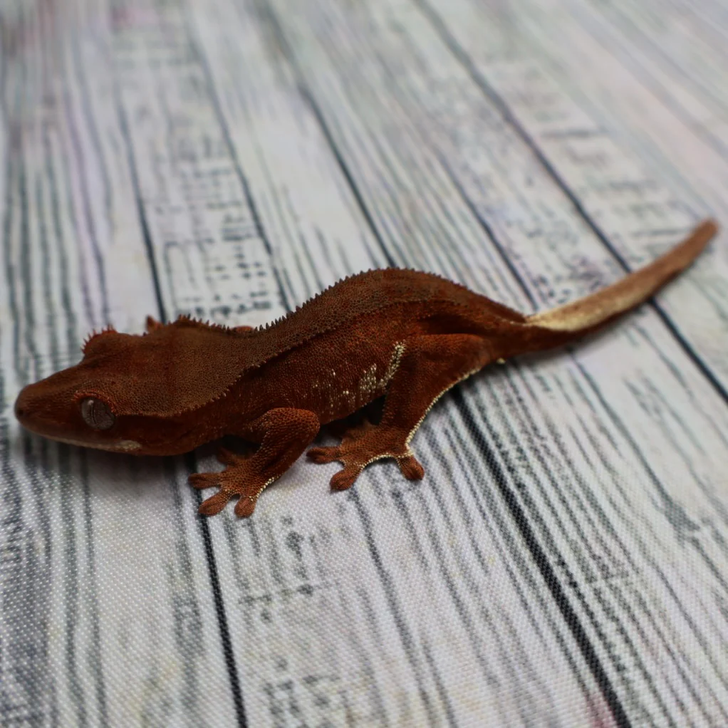 Phantom Crested Gecko from The Bug Plugg Phantom Crested Gecko