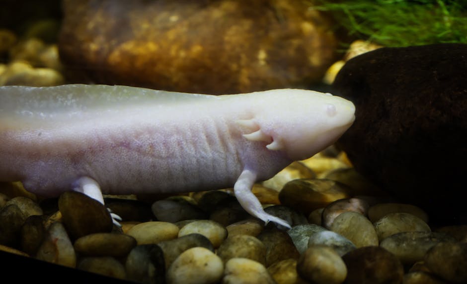Axolotl on Breed Ledger