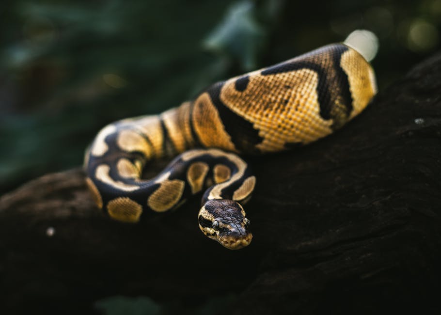 Ball Python on Breed Ledger