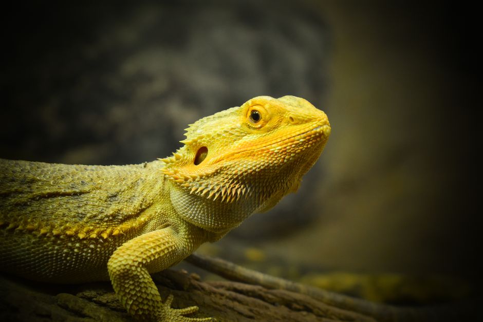 Bearded Dragon on Breed Ledger