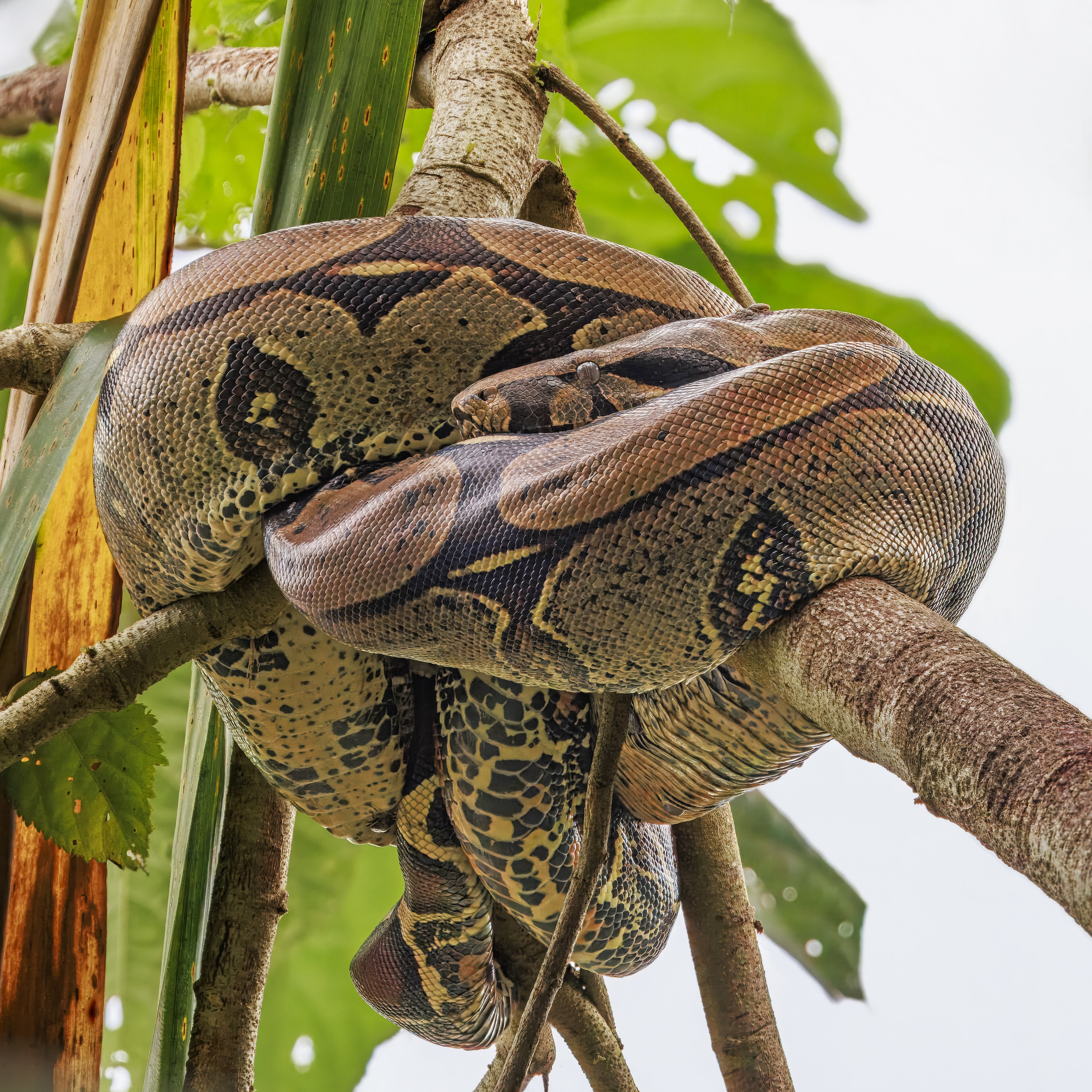 Boa Constrictor on Breed Ledger