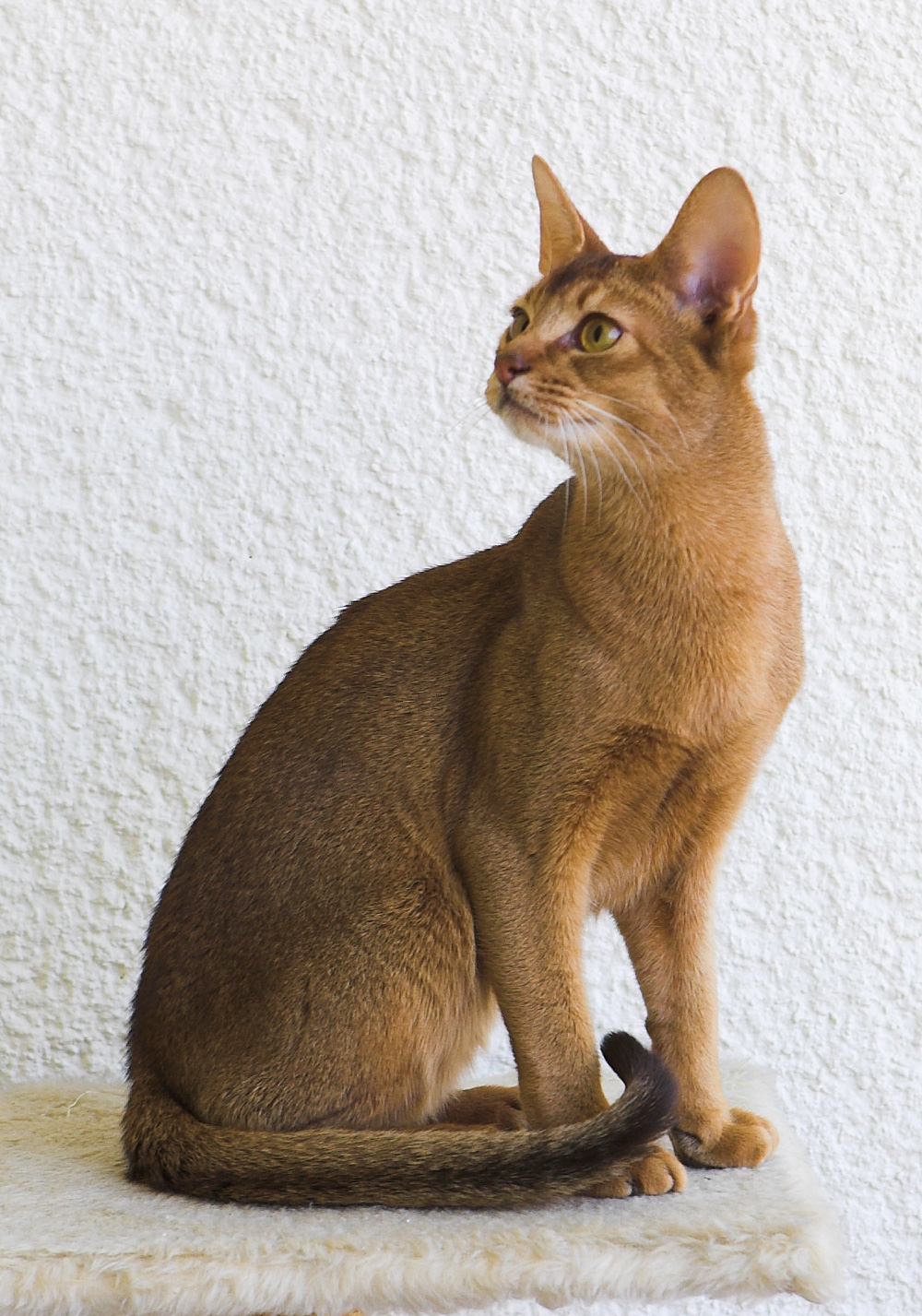 Abyssinian on Breed Ledger